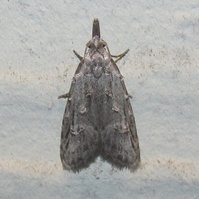 Carposina sasakii