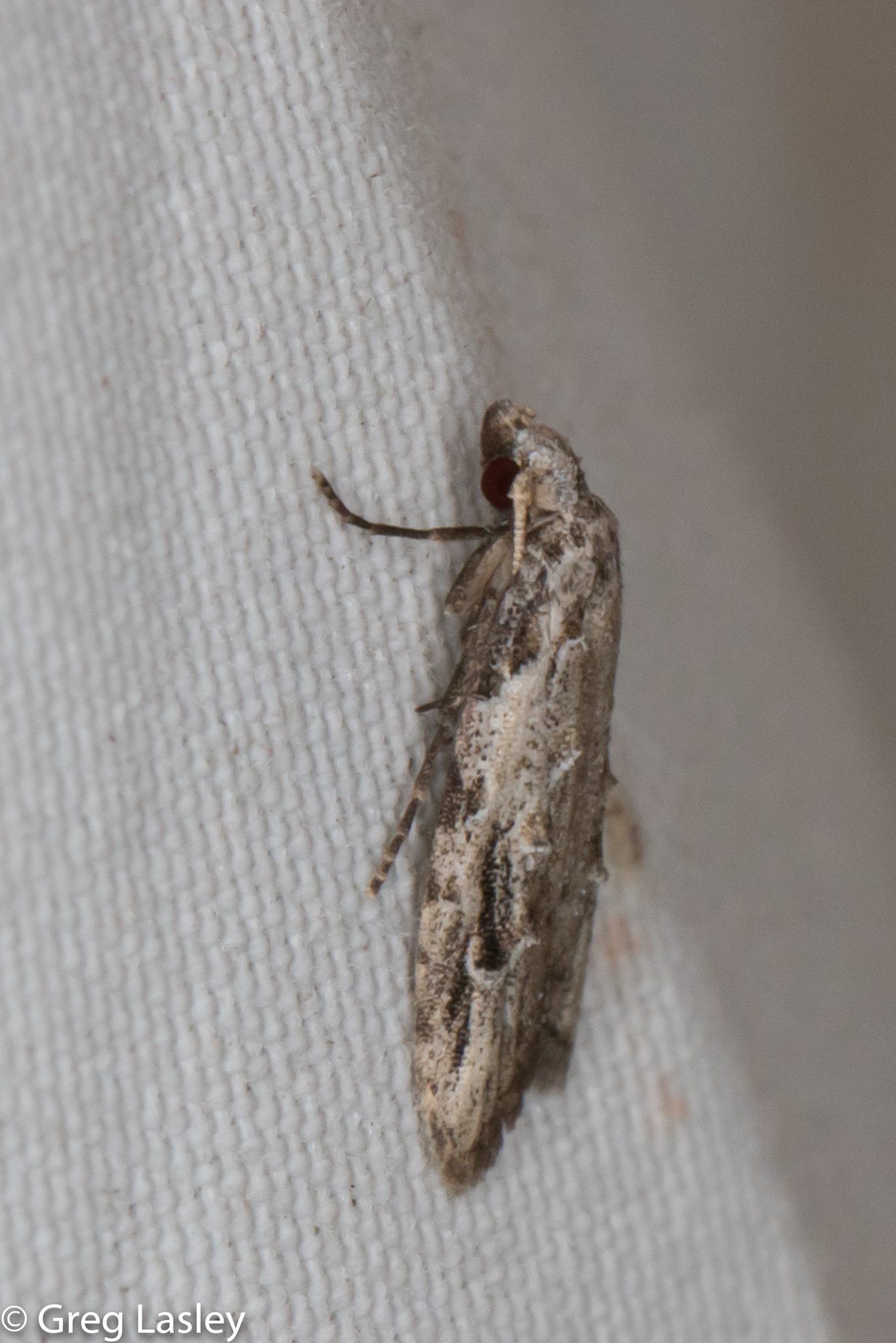 Carposina sasakii