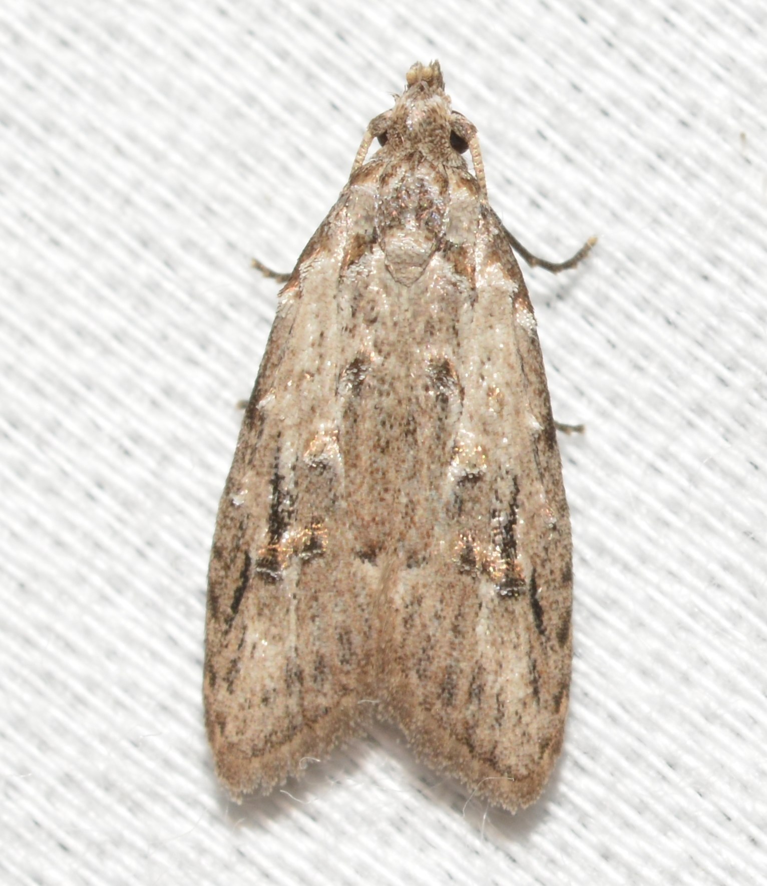 Carposina sasakii