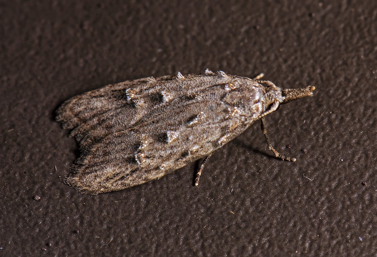 Carposina sasakii