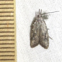 Carposina sasakii