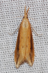 Donacaula