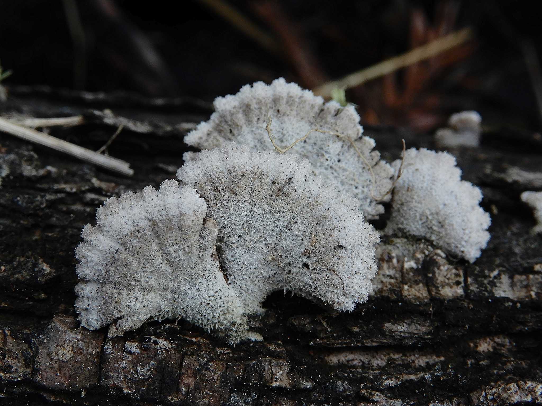 Schizophyllum commune