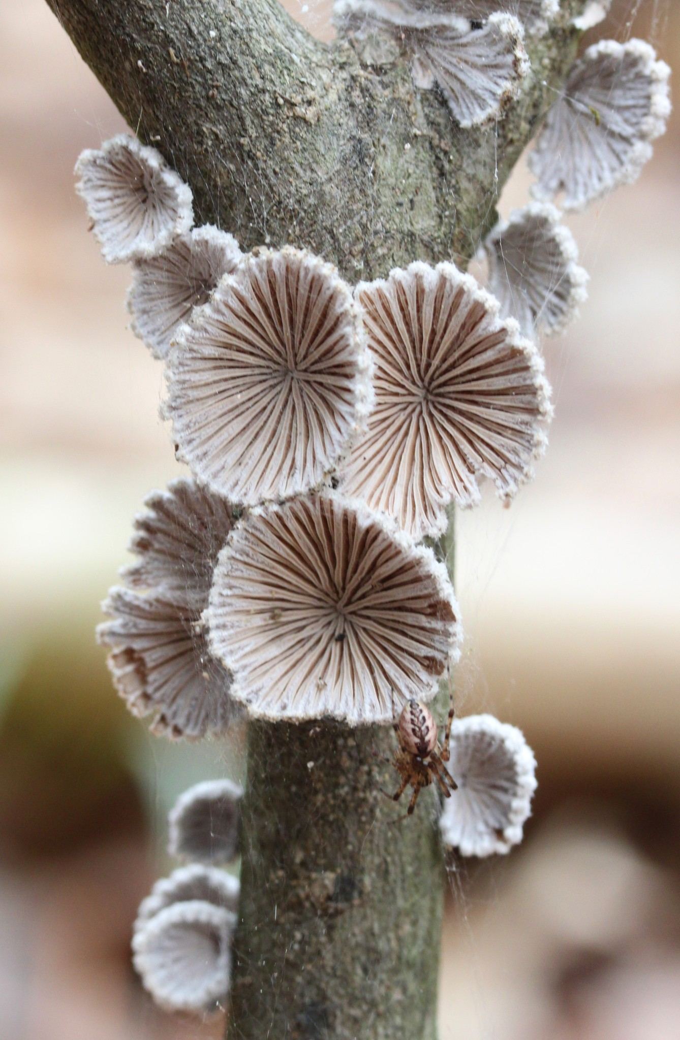 Schizophyllum commune