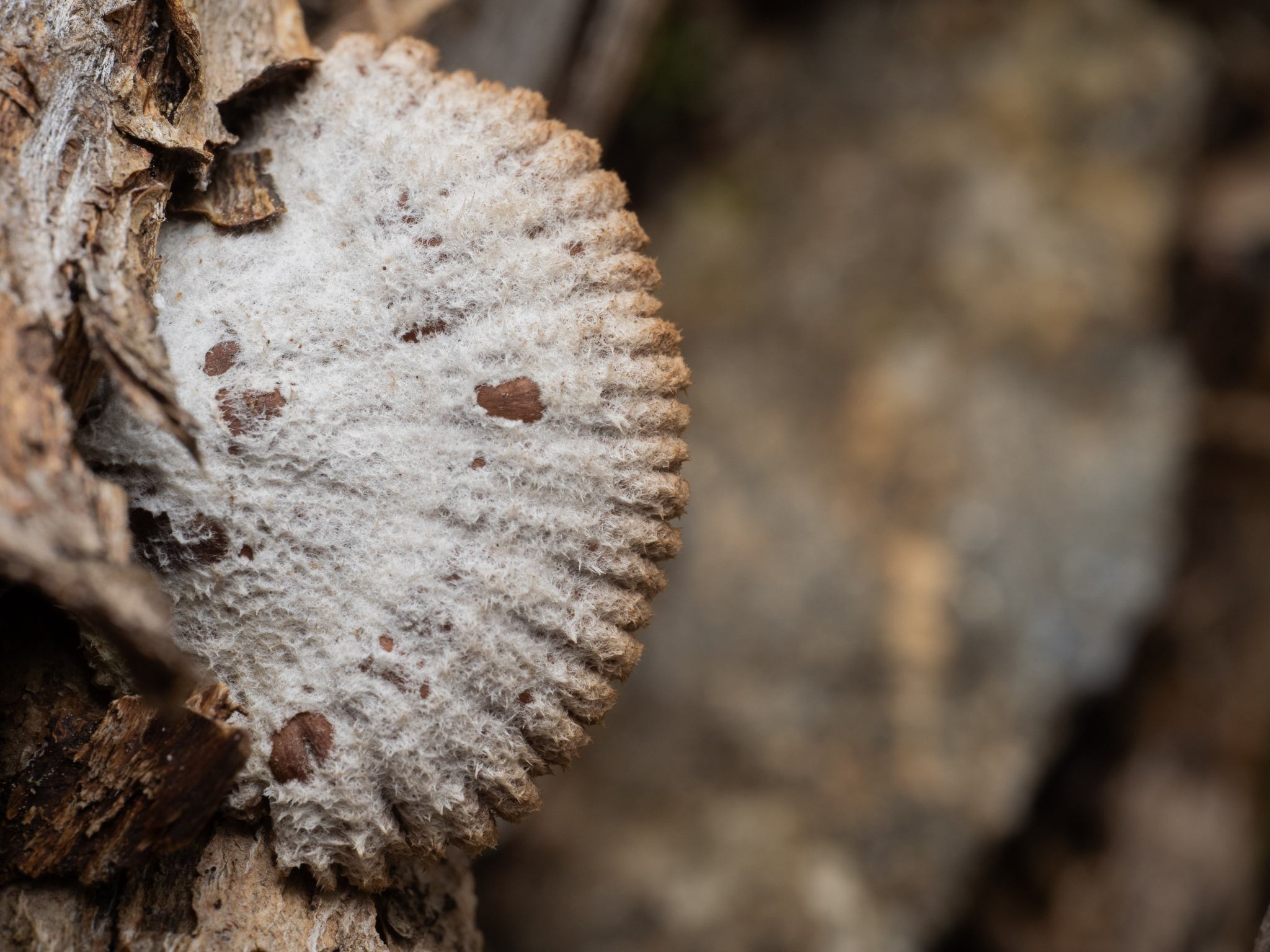 Schizophyllum commune