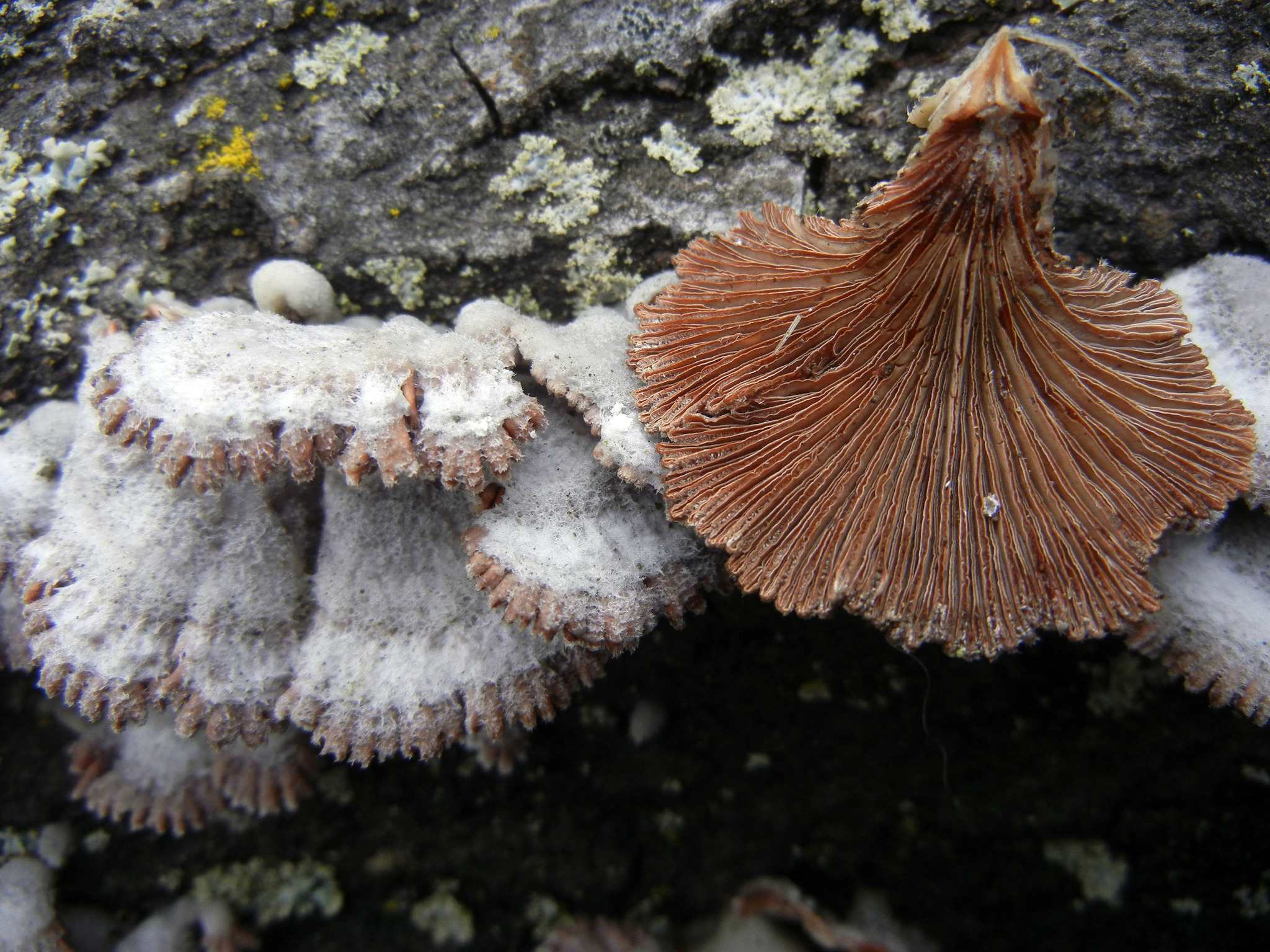Schizophyllum commune
