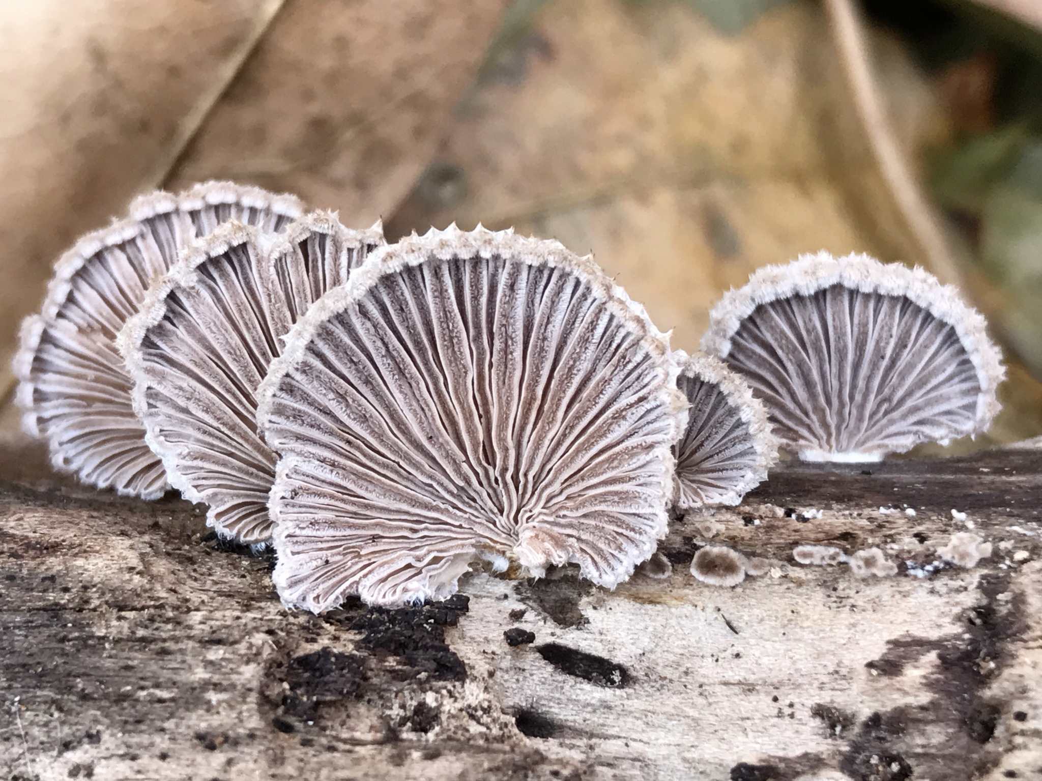 Schizophyllum commune