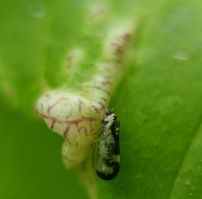Psyllopsis
