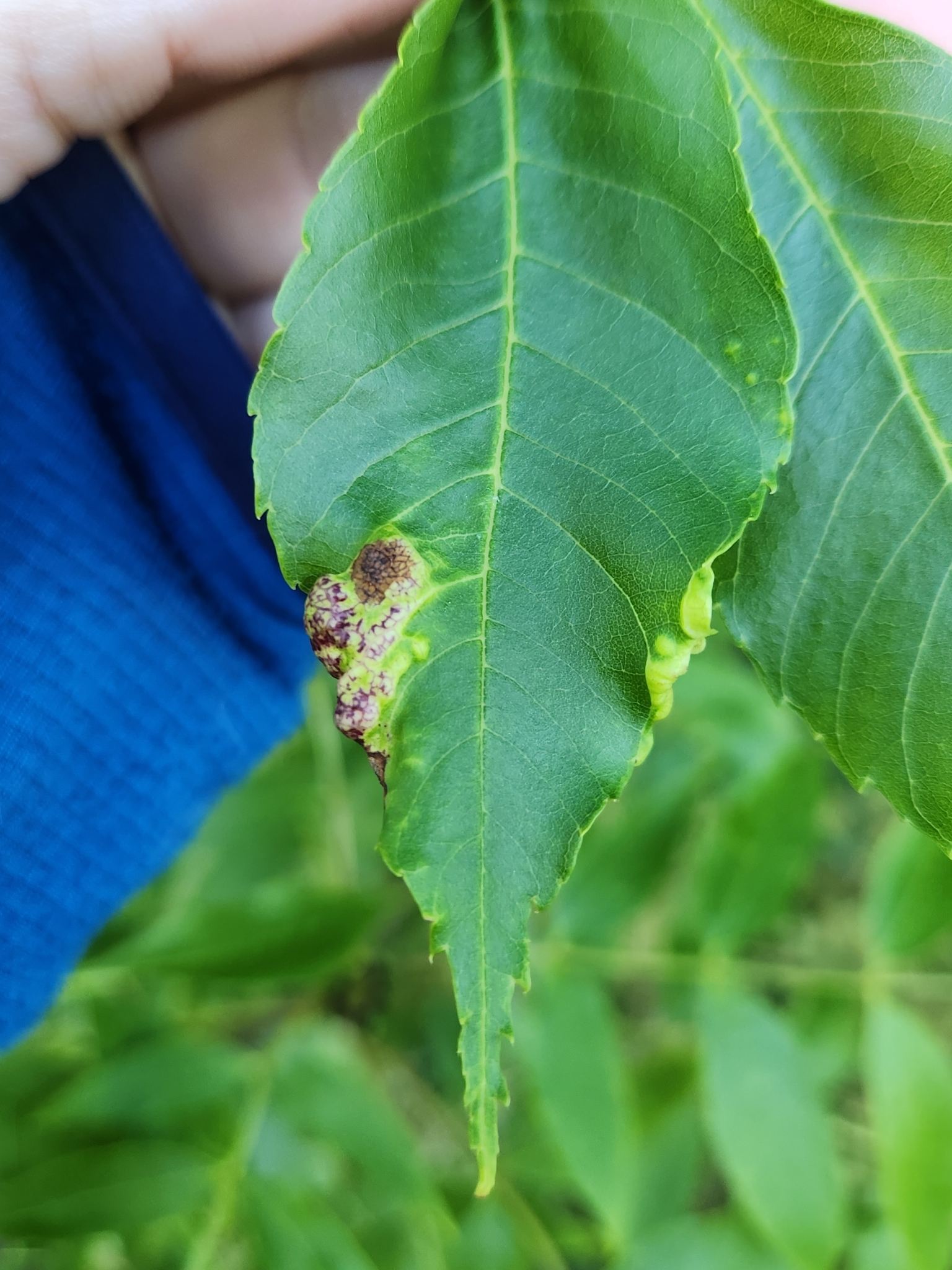 Psyllopsis