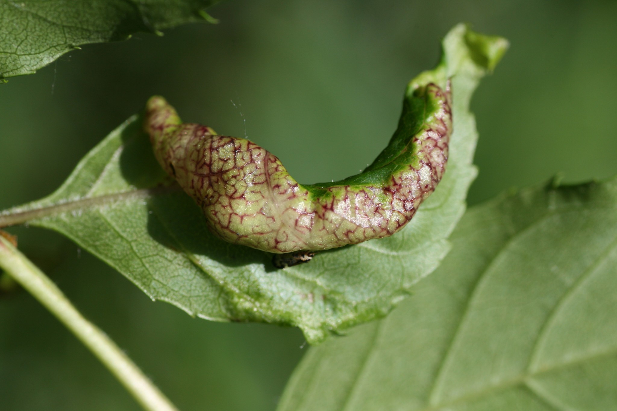 Psyllopsis