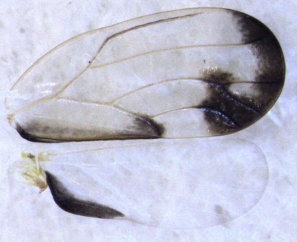 Psyllopsis