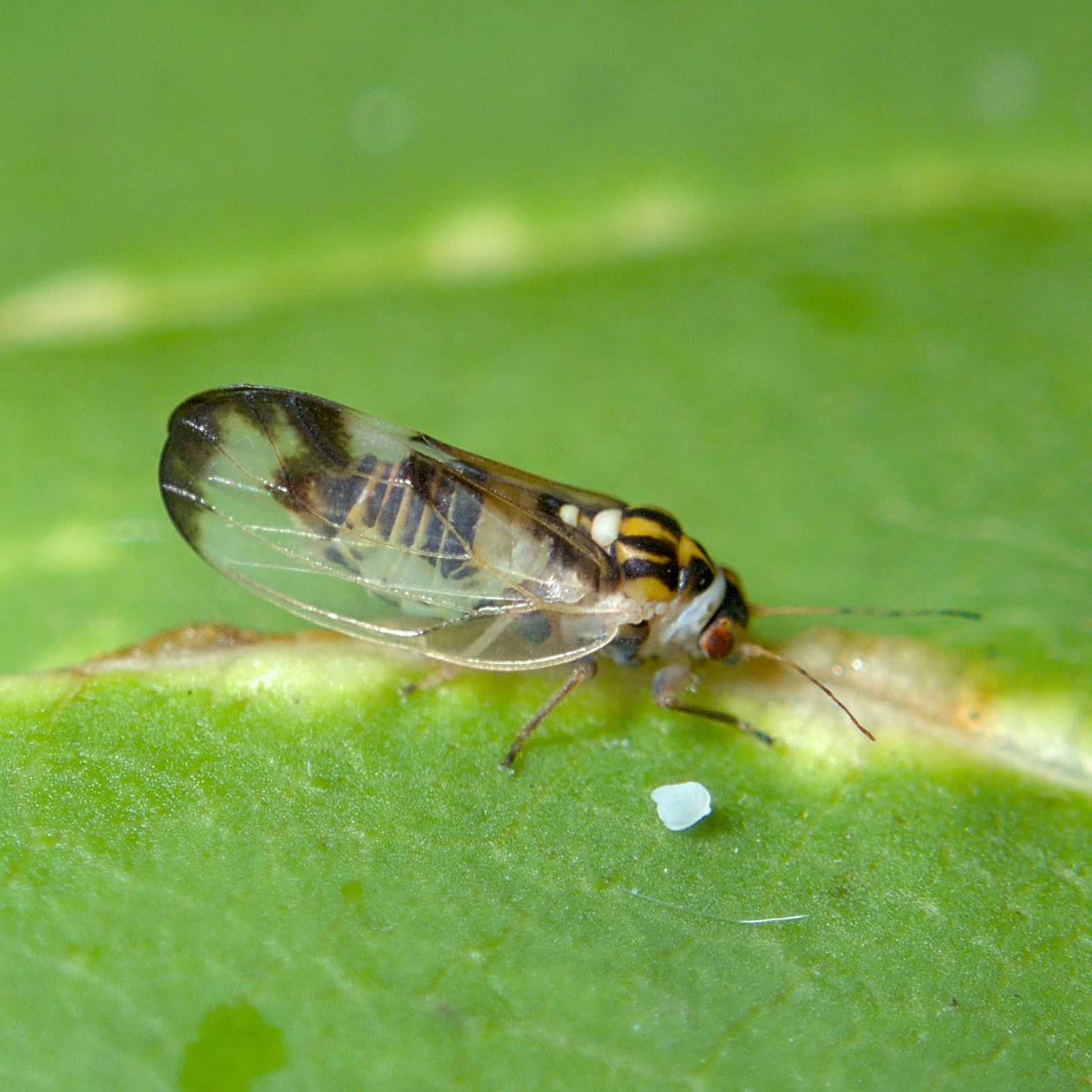 Psyllopsis