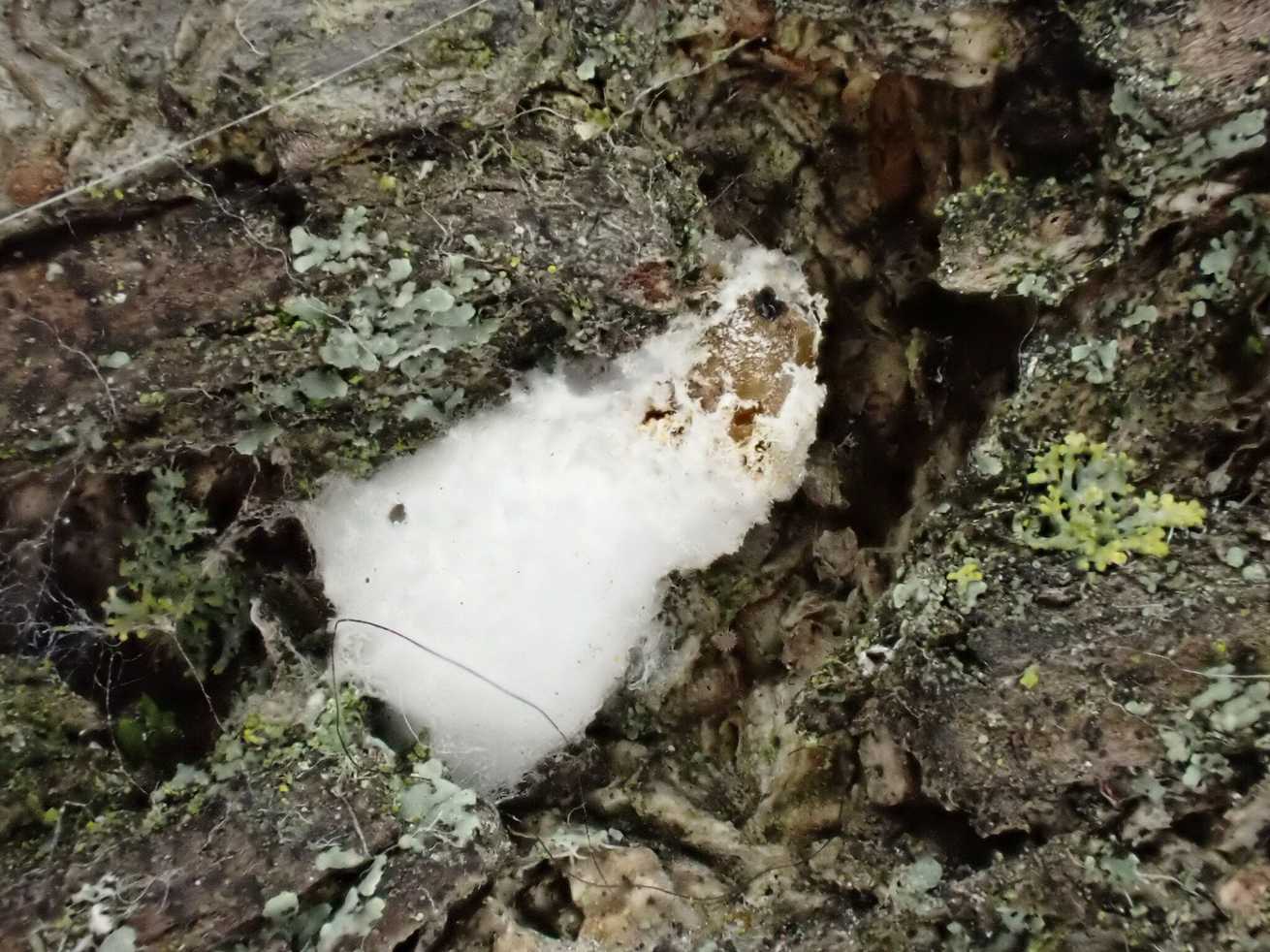 Phenacoccus aceris