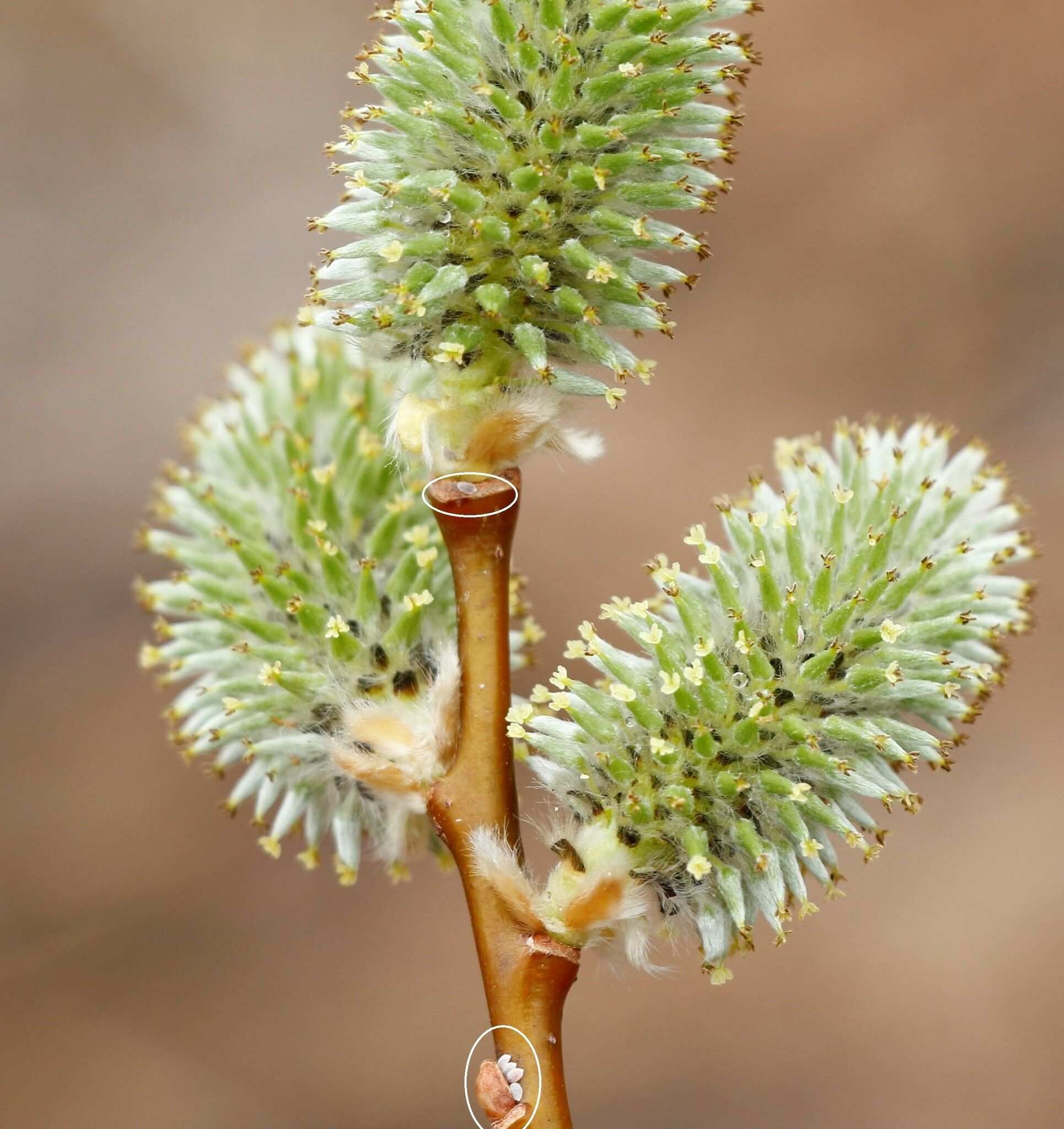 Phenacoccus aceris