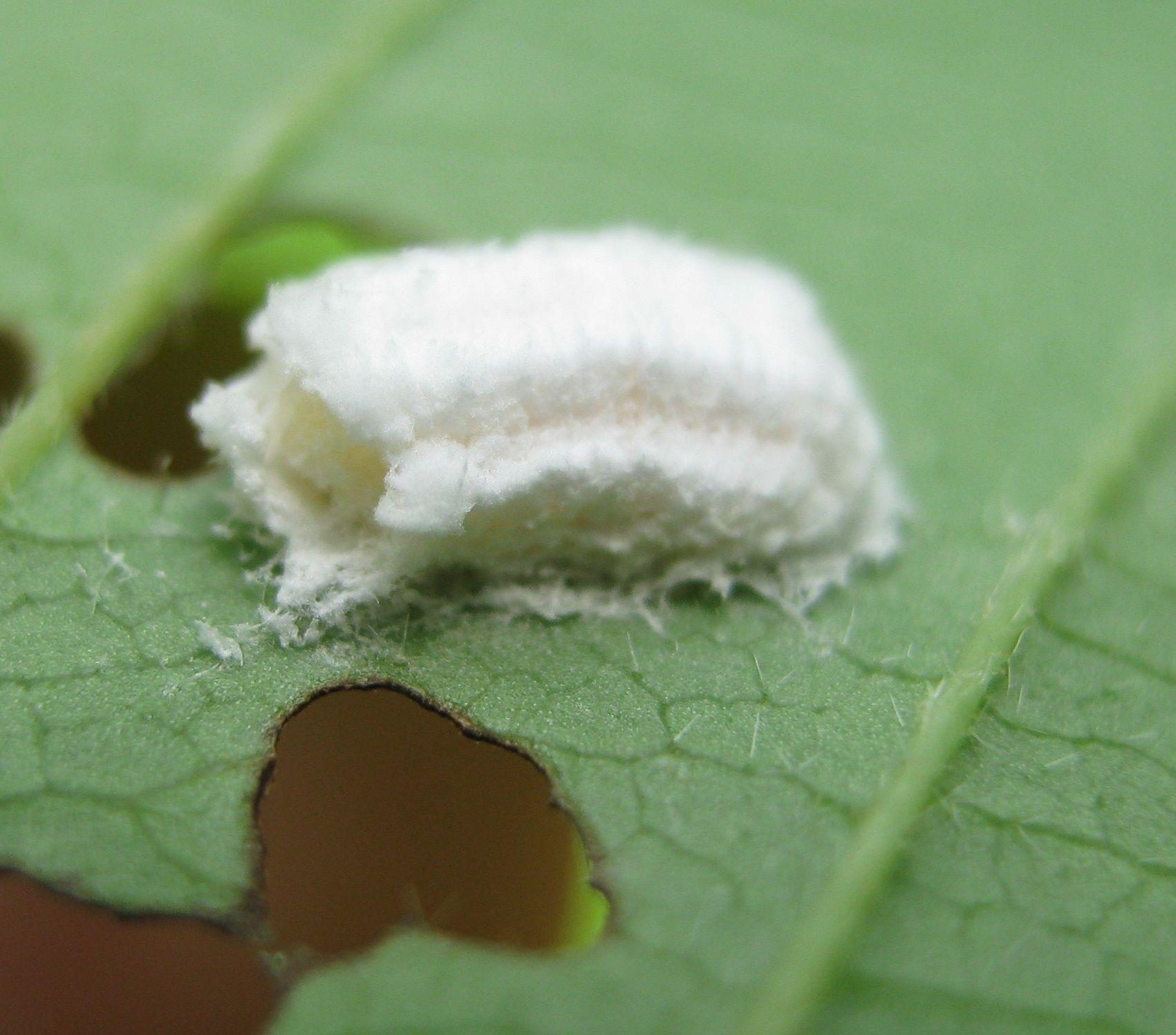 Phenacoccus aceris