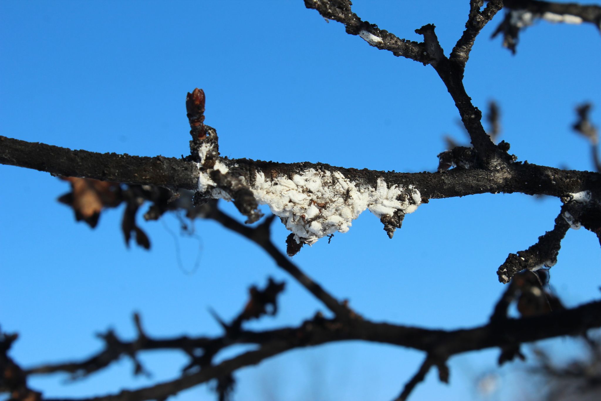 Phenacoccus aceris