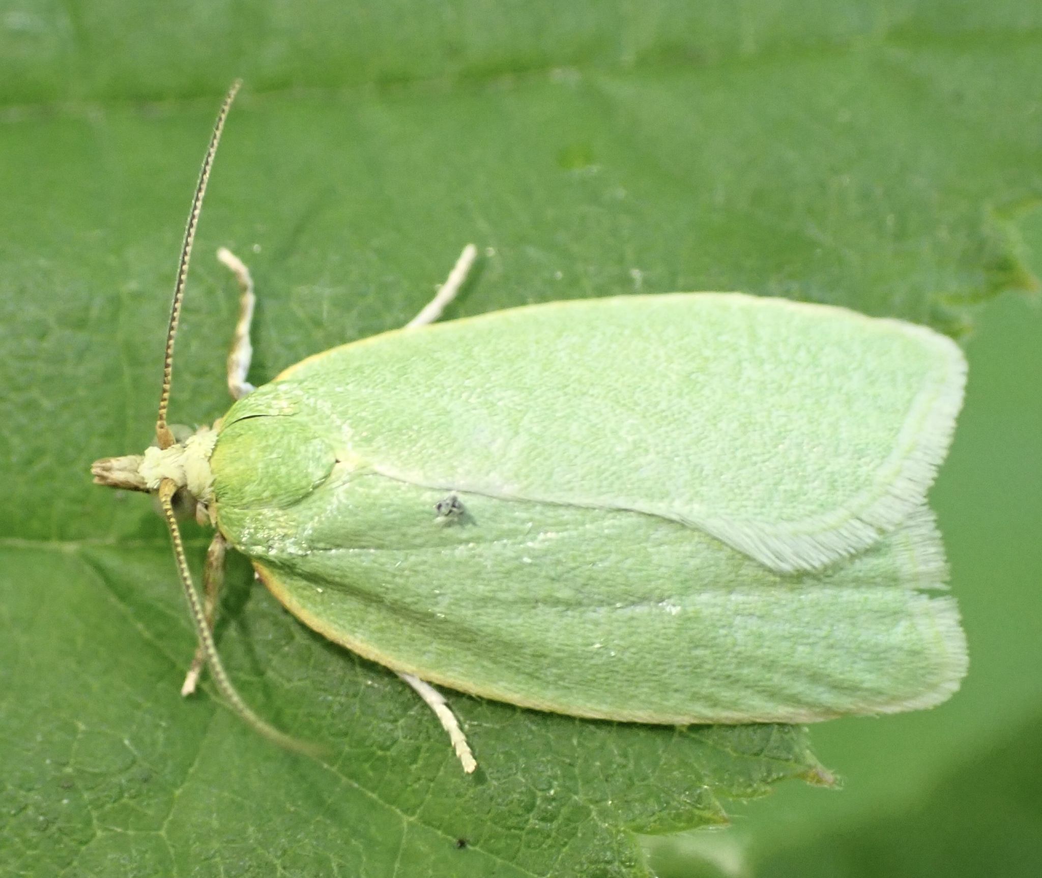 Tortrix viridana