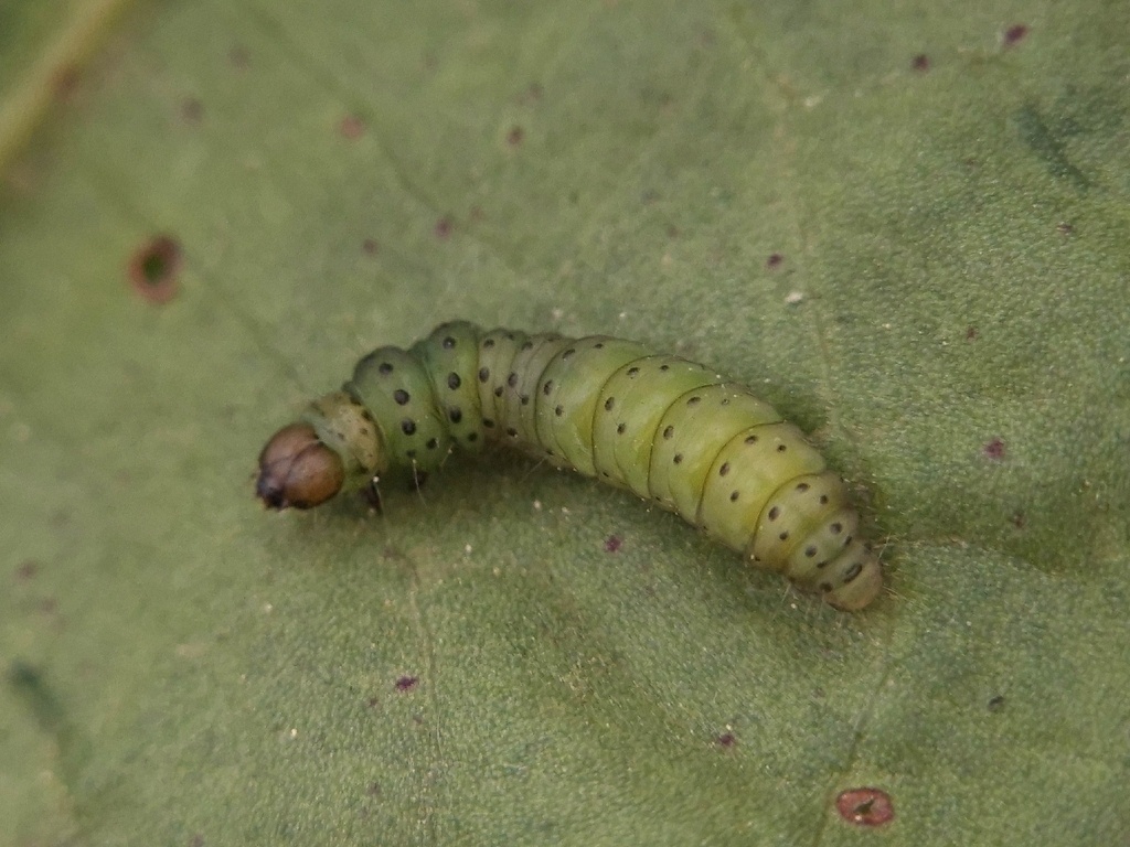 Tortrix viridana