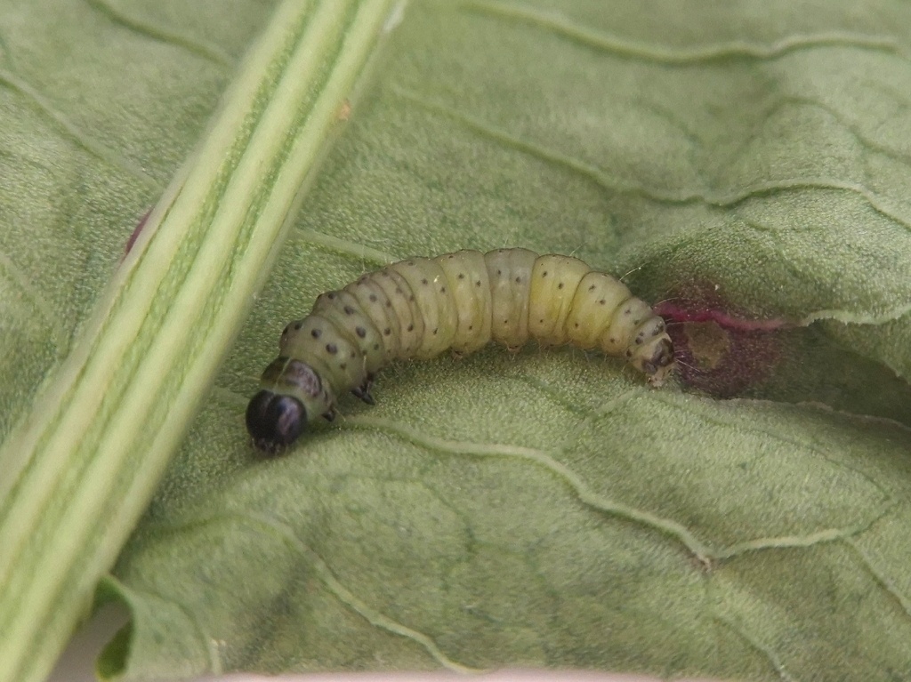 Tortrix viridana