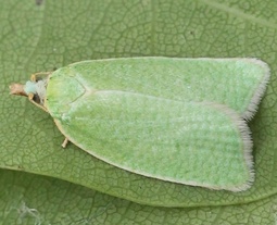 Tortrix viridana