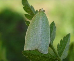 Tortrix viridana