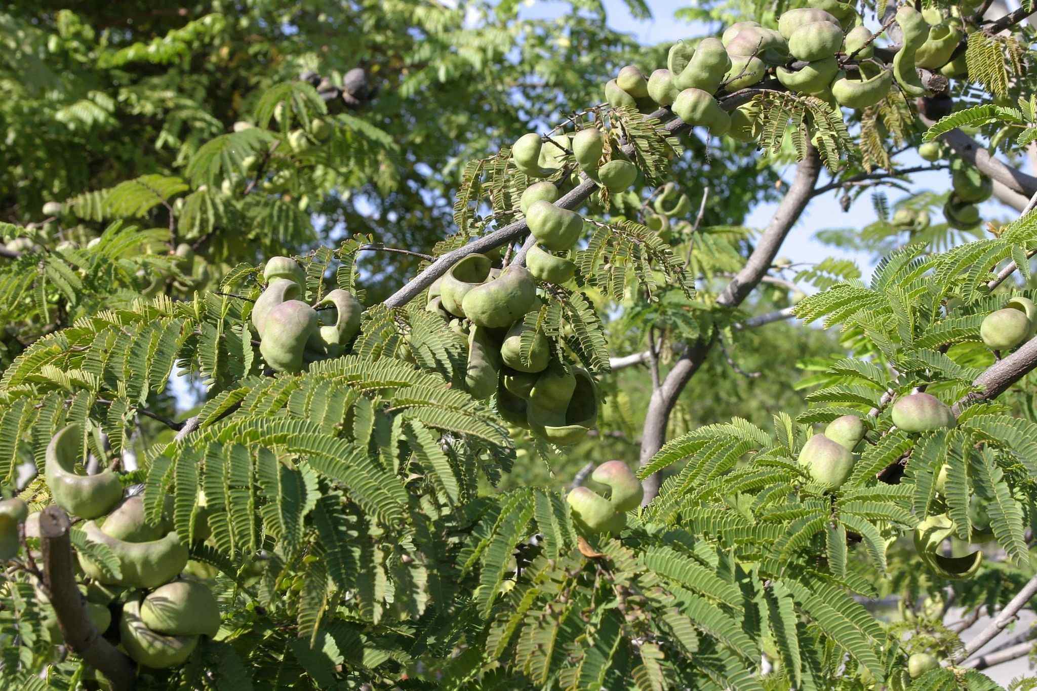 Libidibia coriaria