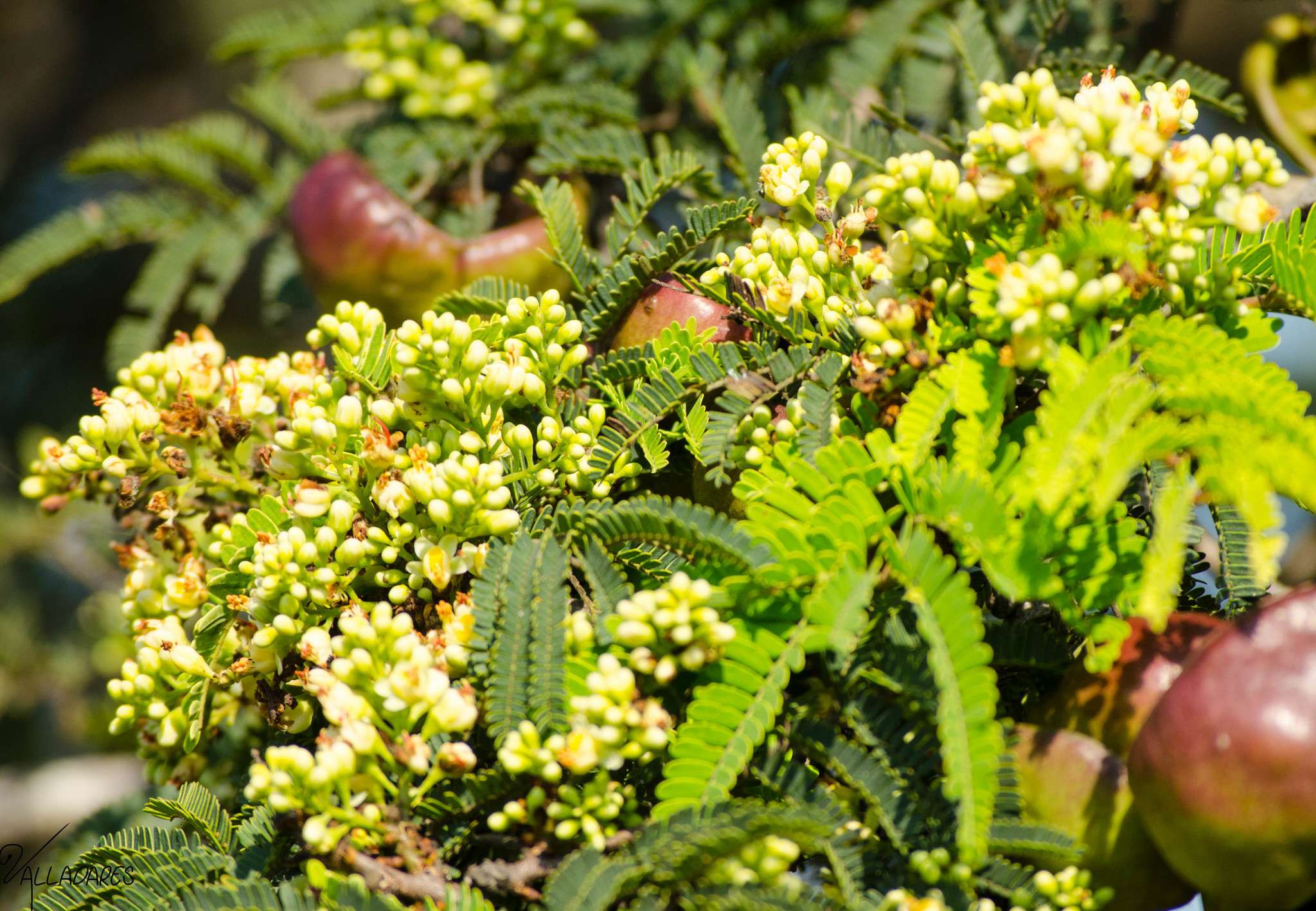 Libidibia coriaria
