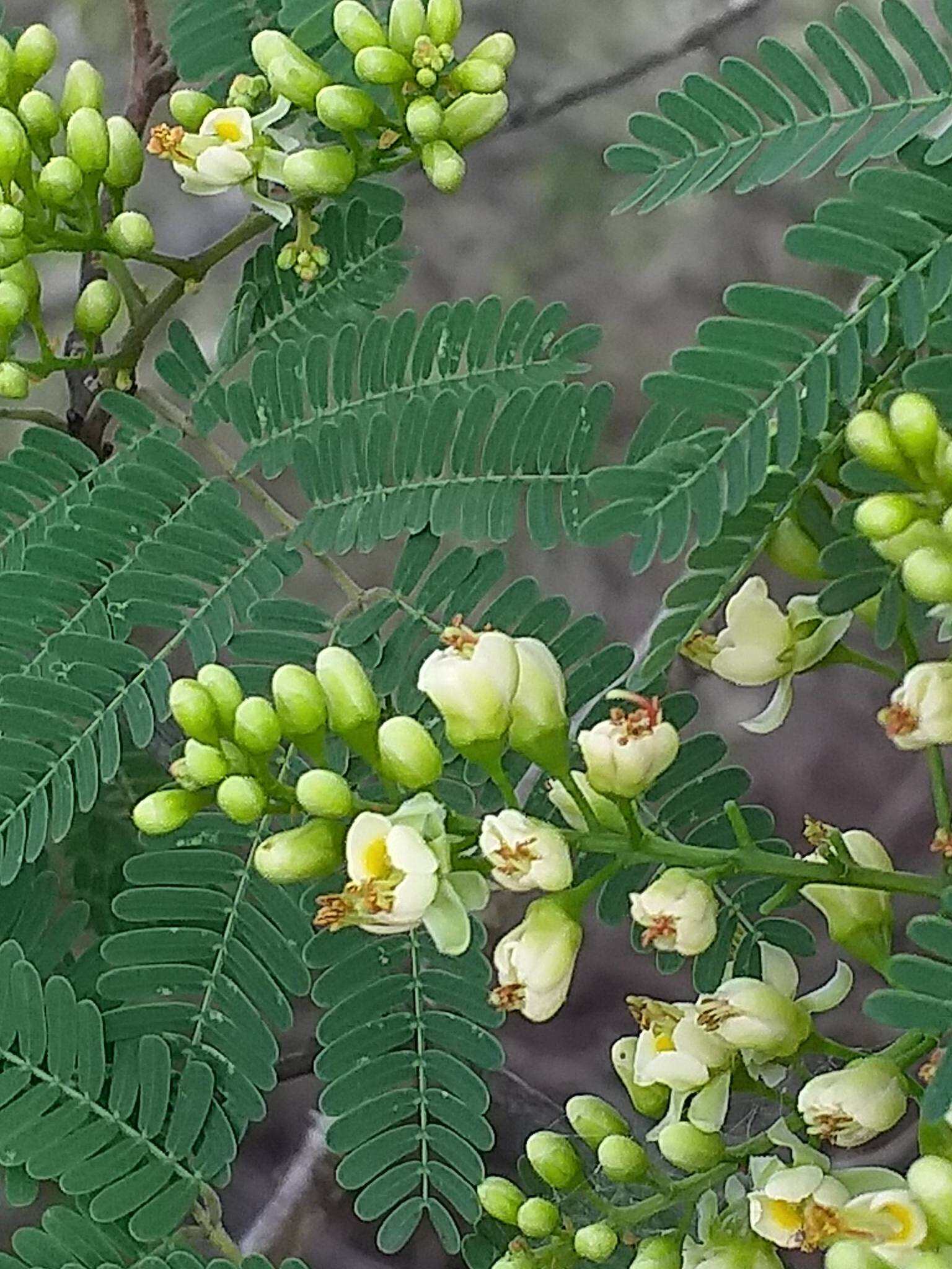 Libidibia coriaria
