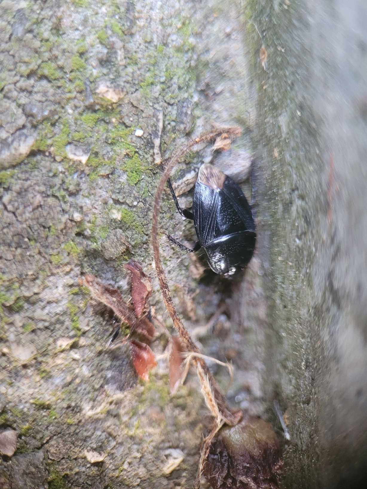 Macroscytus japonensis