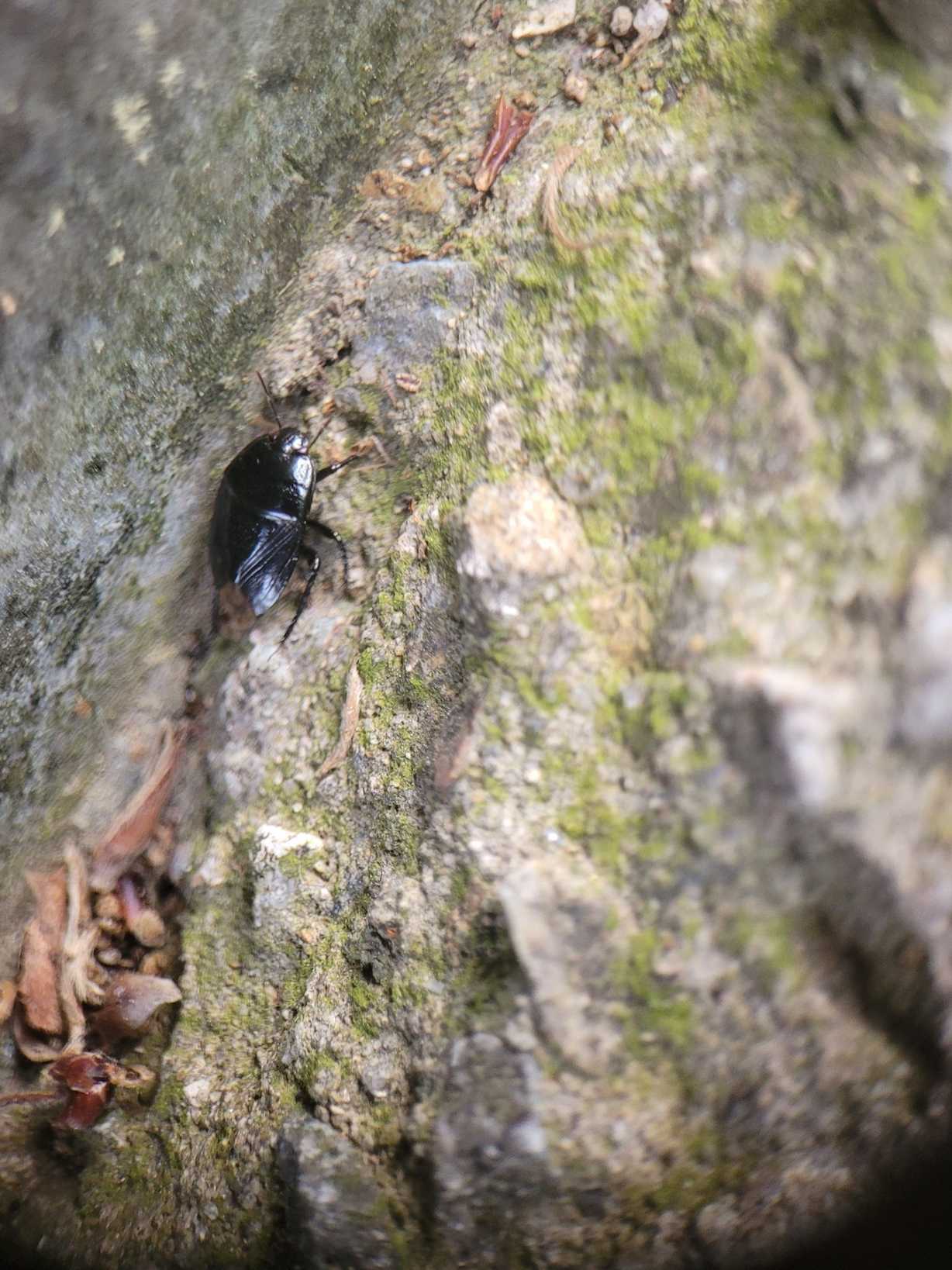 Macroscytus japonensis