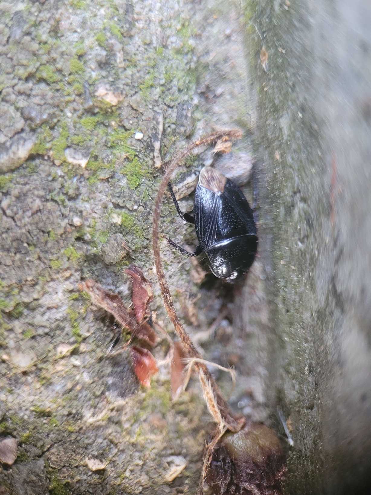 Macroscytus japonensis