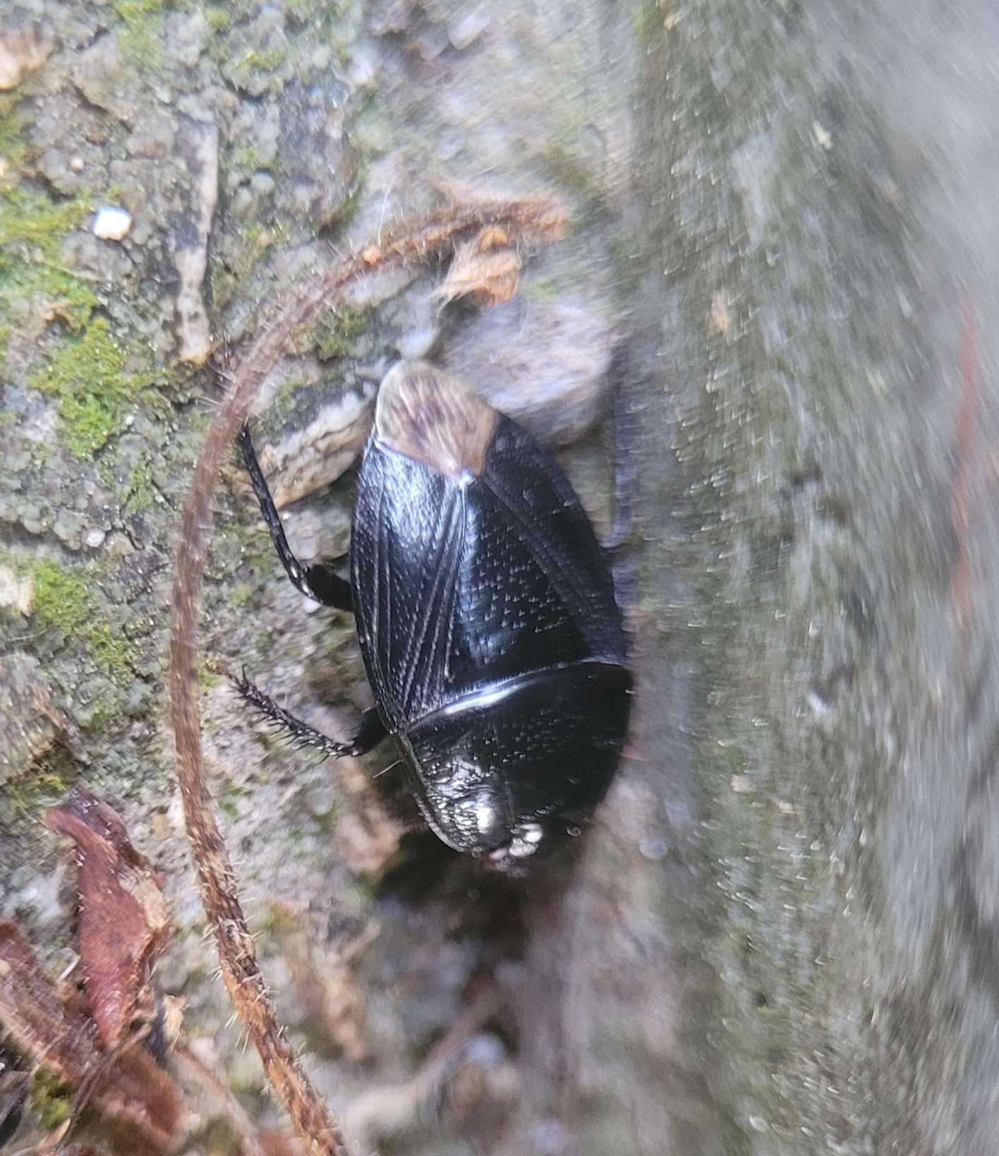 Macroscytus japonensis