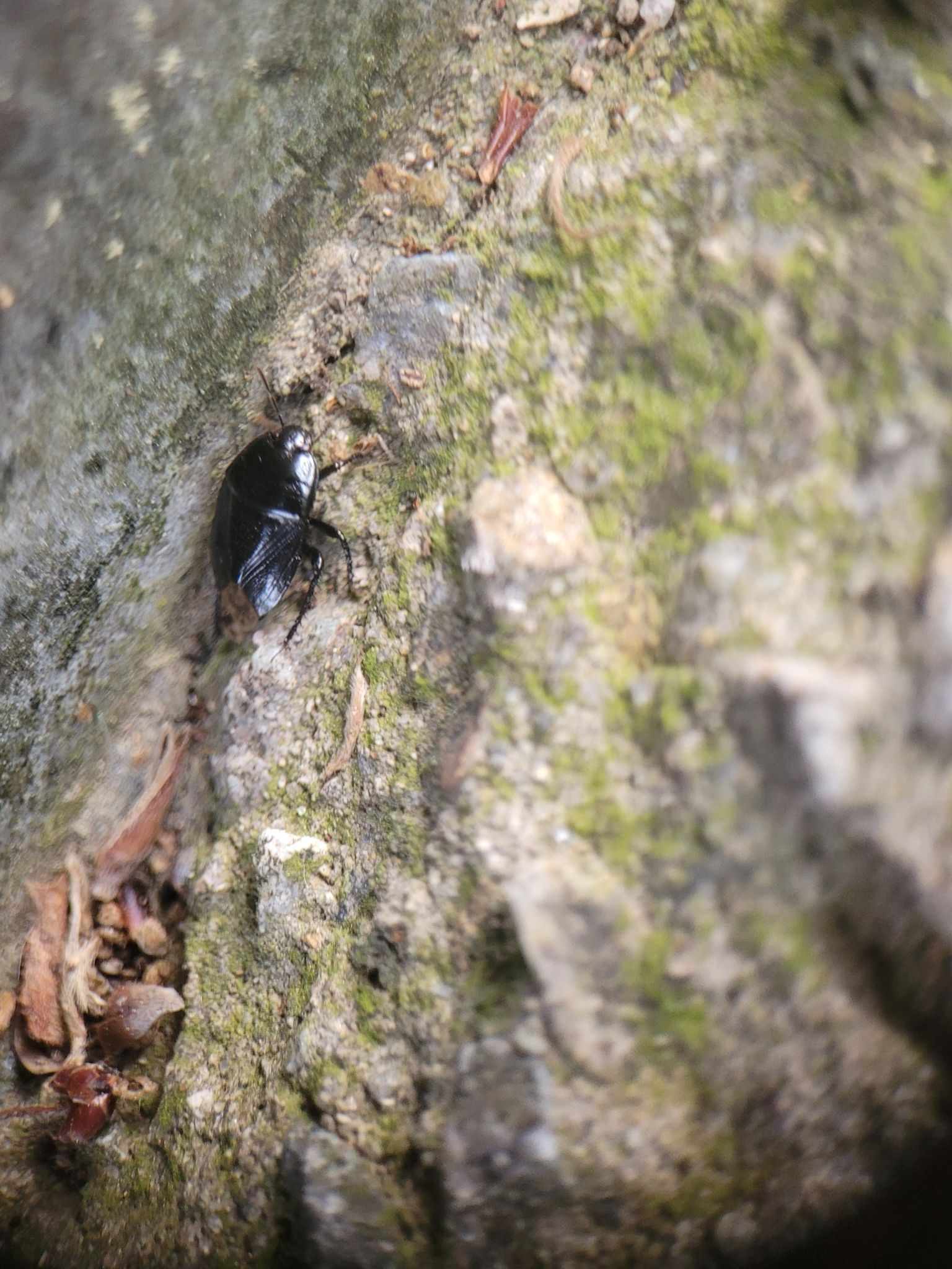 Macroscytus japonensis