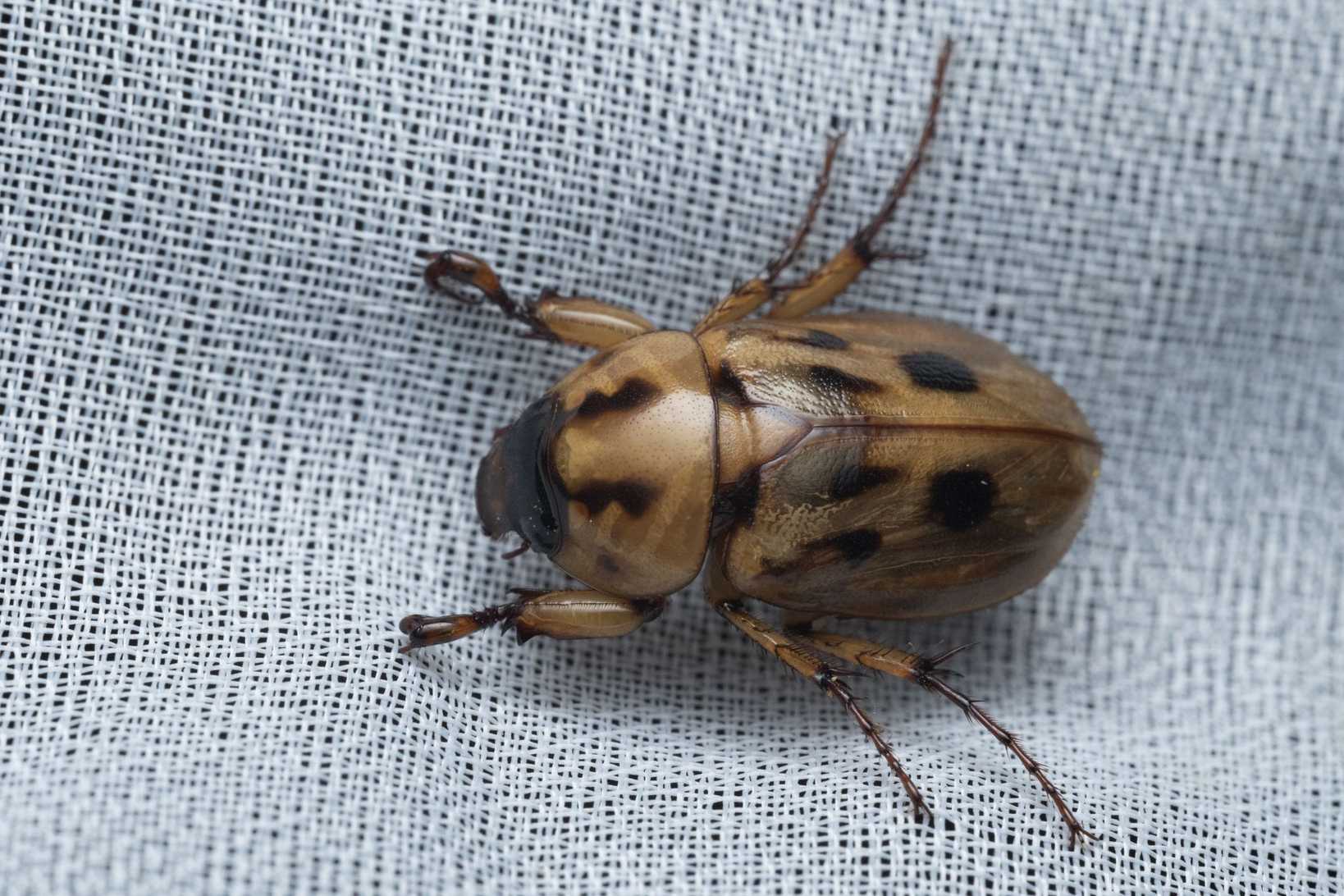 Cyclocephala amazona