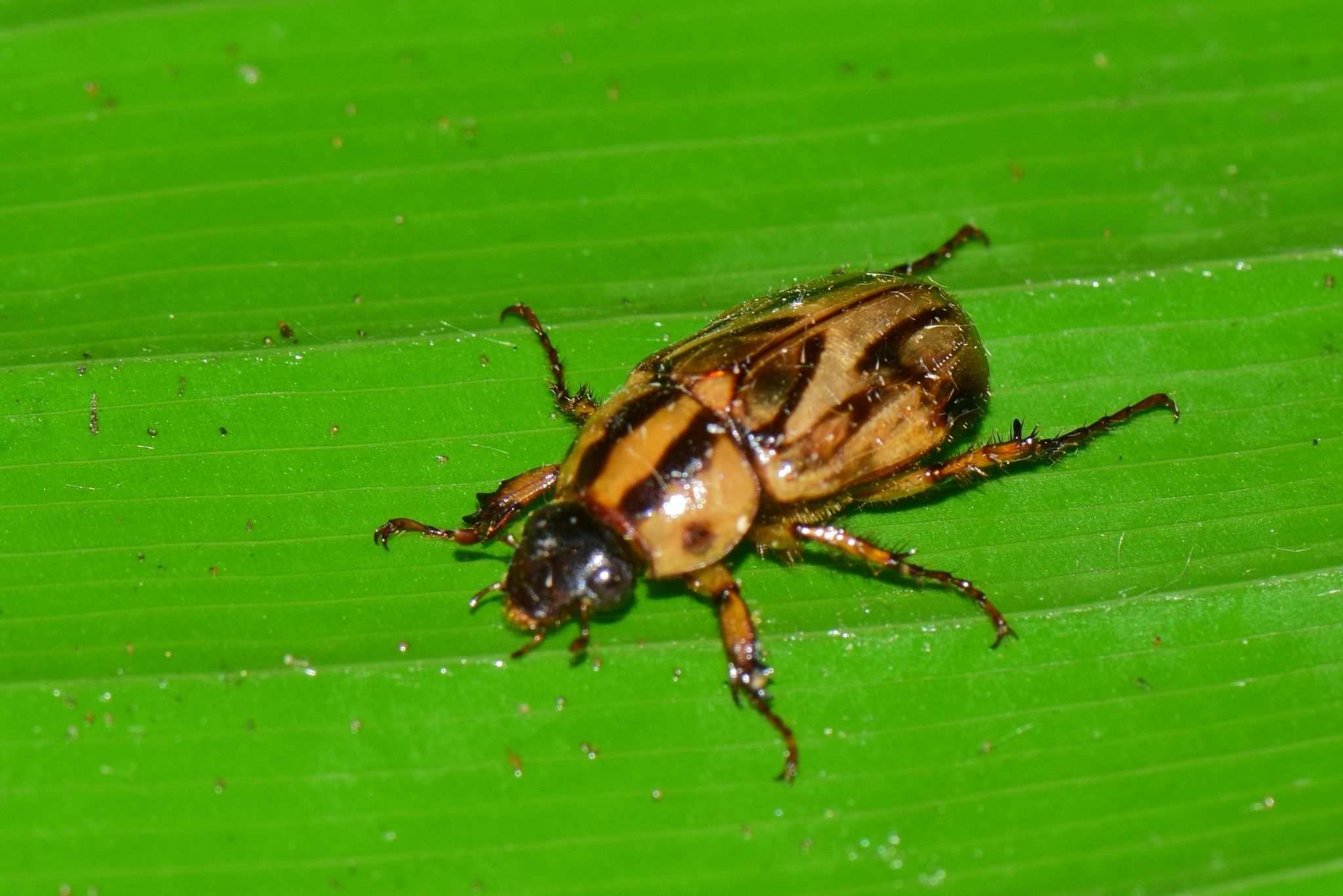 Cyclocephala amazona