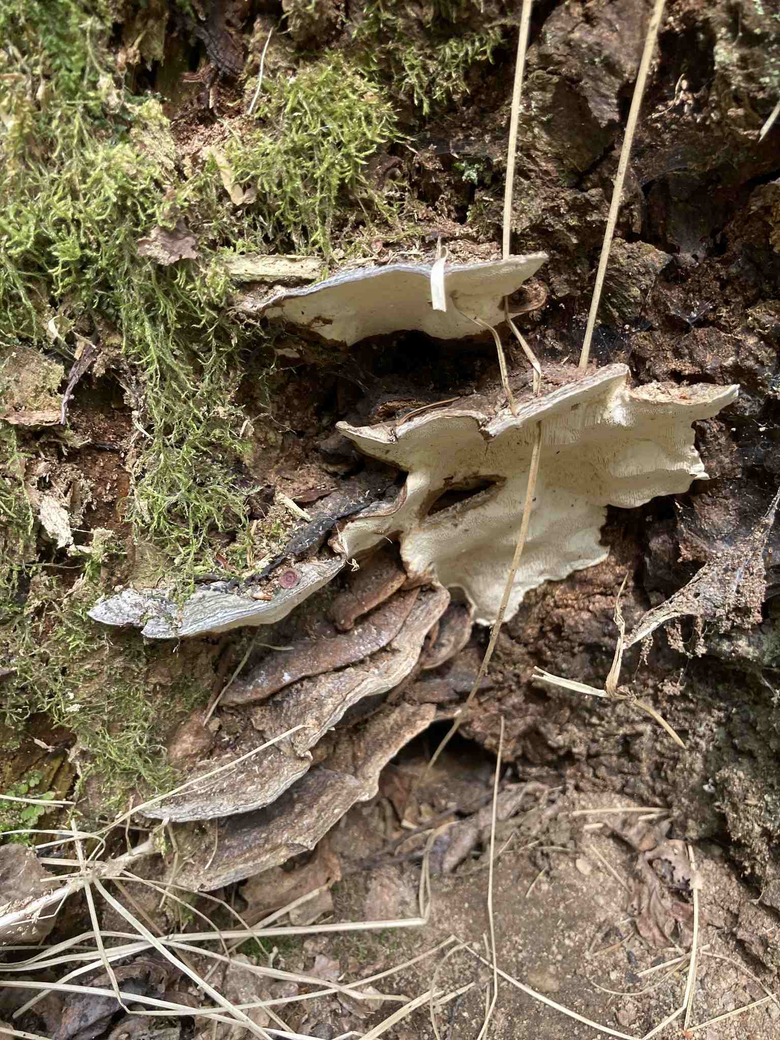 Heterobasidion annosum