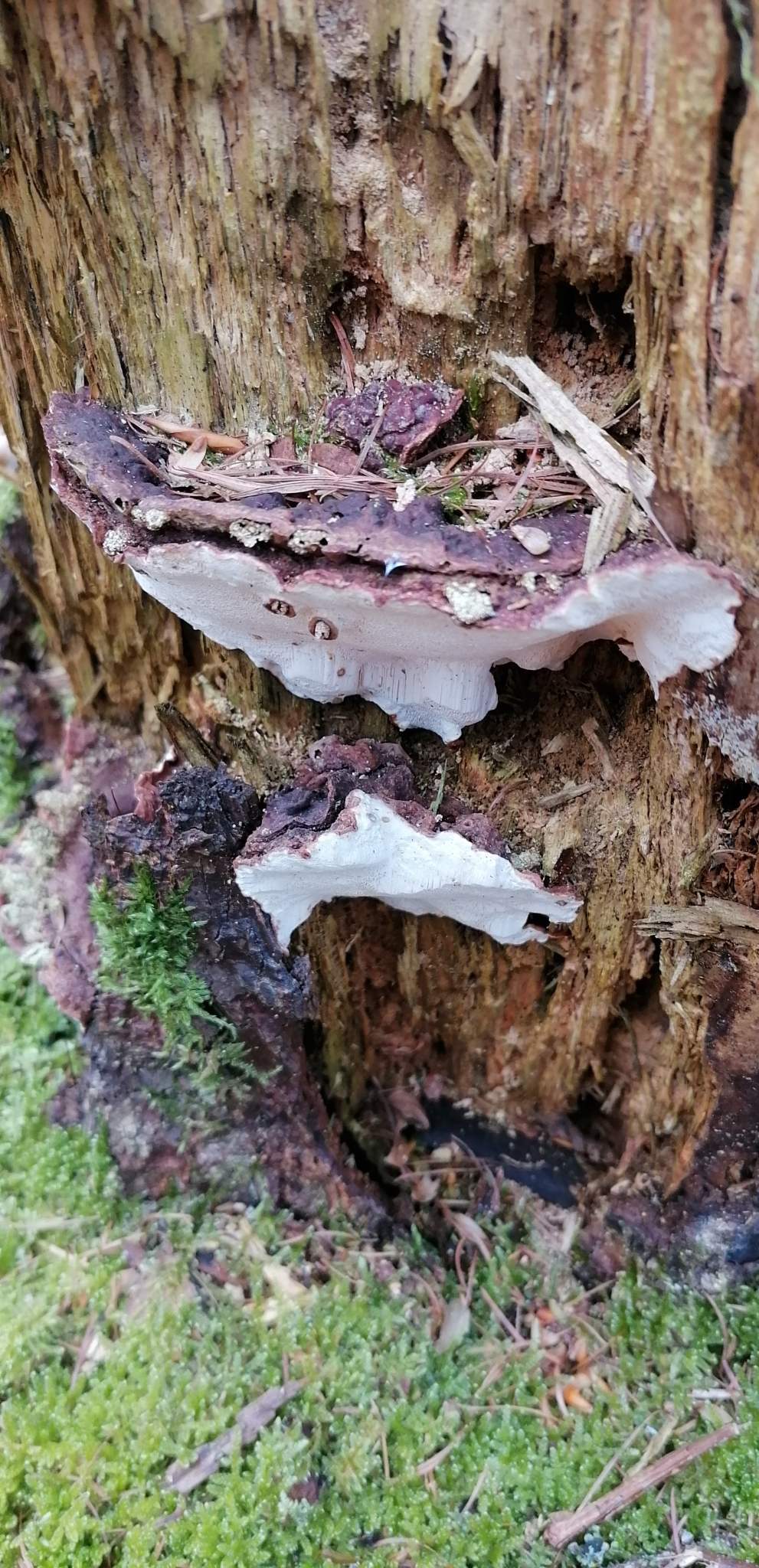 Heterobasidion annosum