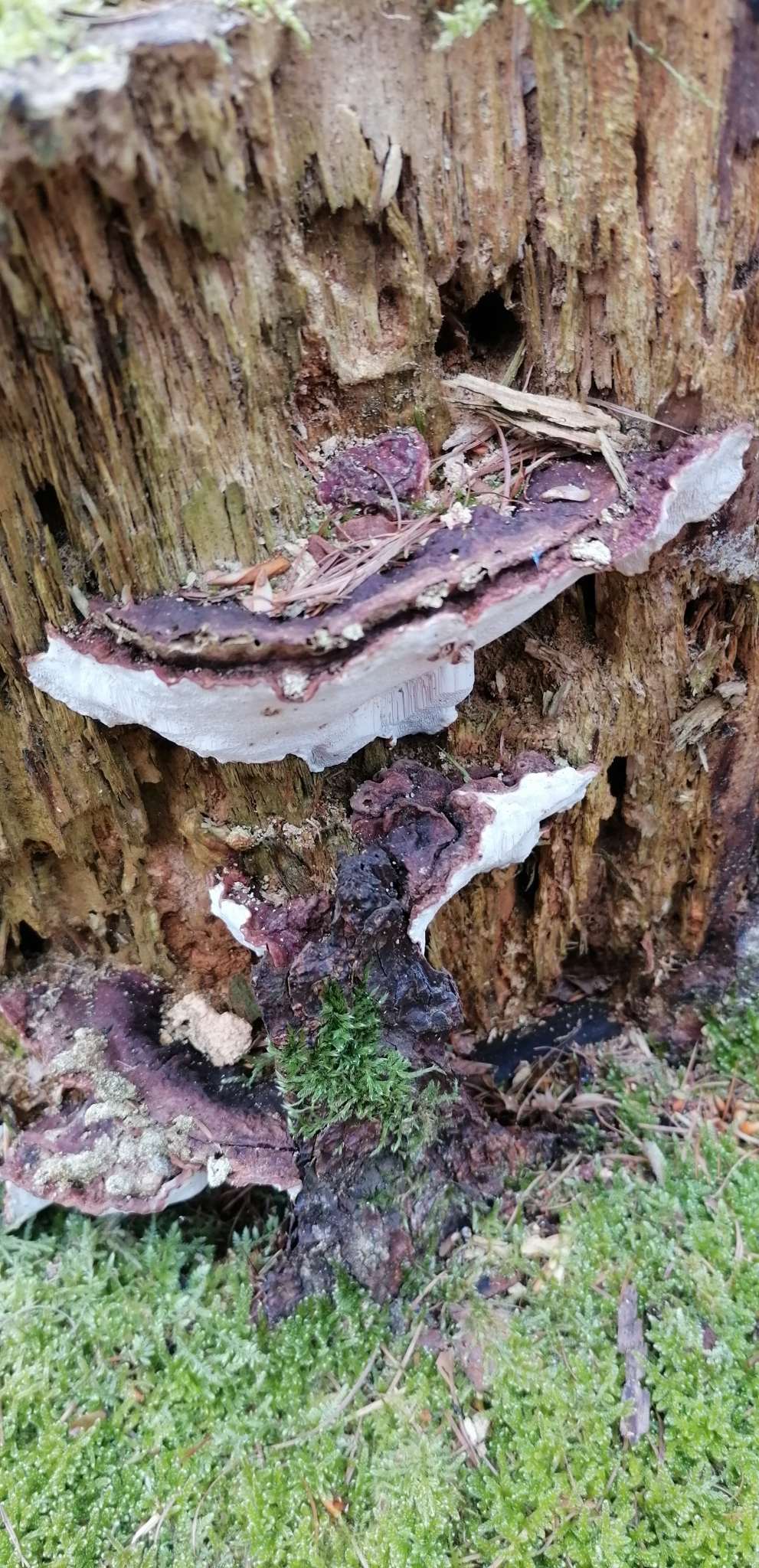 Heterobasidion annosum