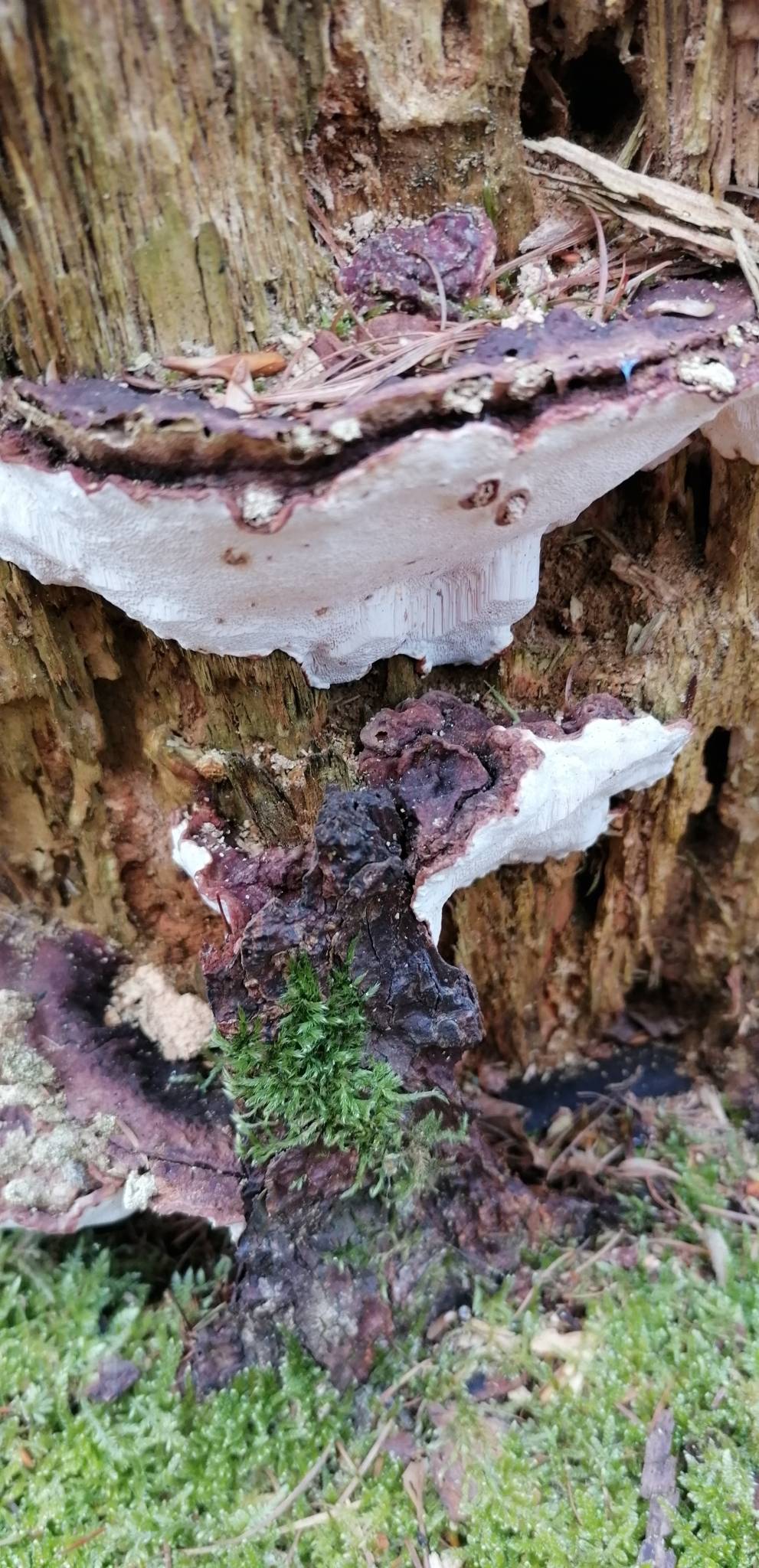 Heterobasidion annosum