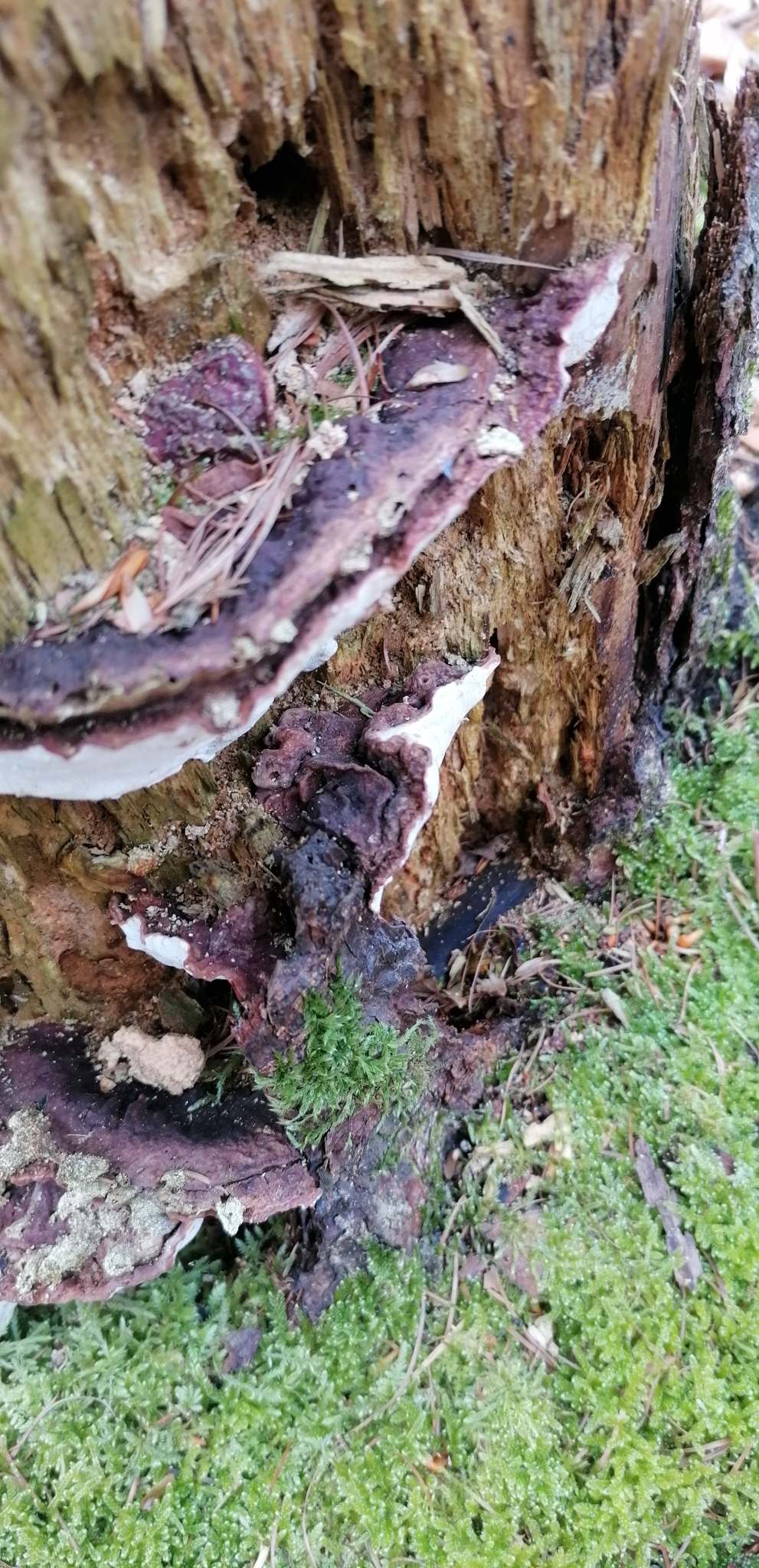 Heterobasidion annosum