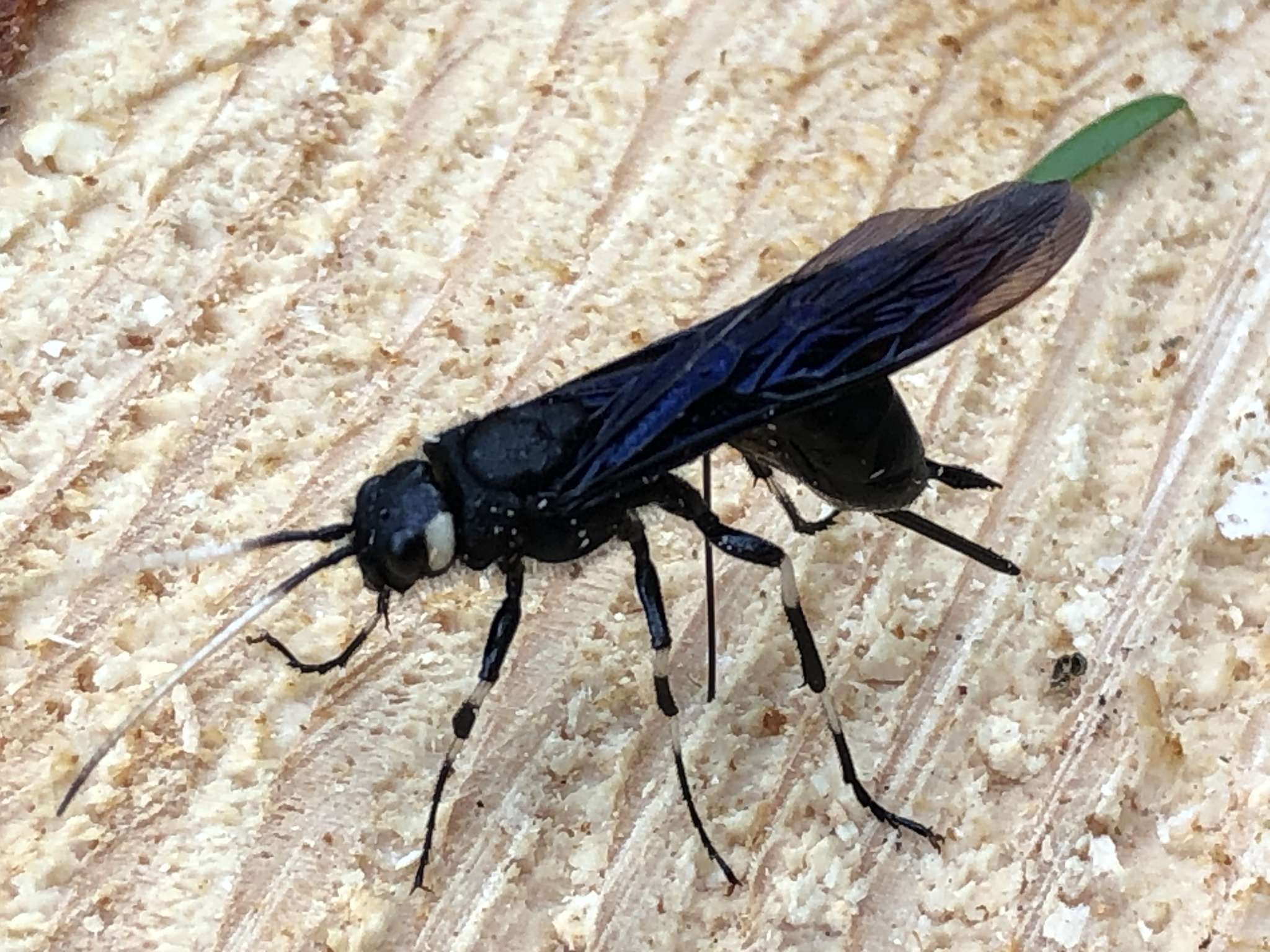 Urocerus albicornis