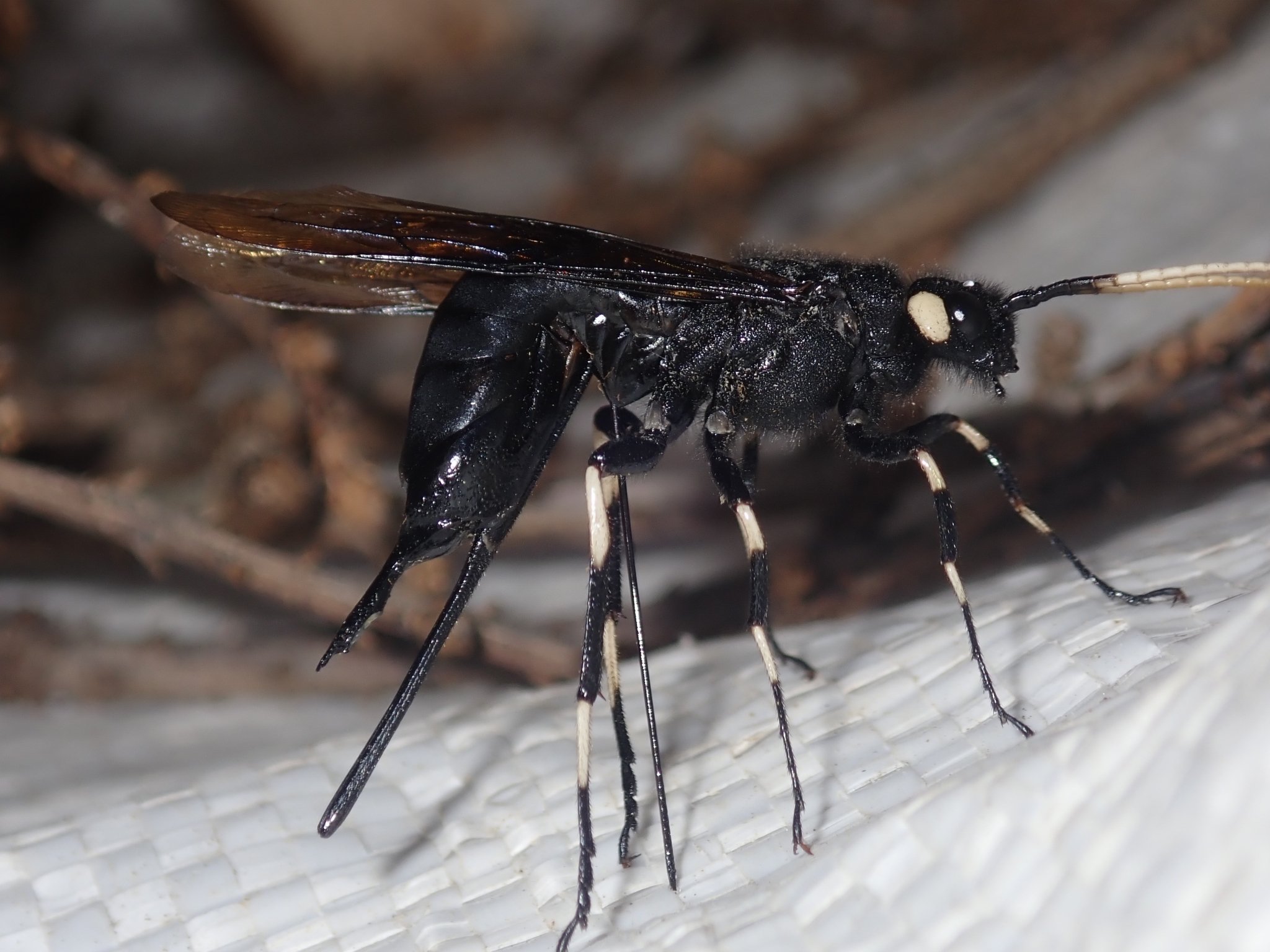 Urocerus albicornis