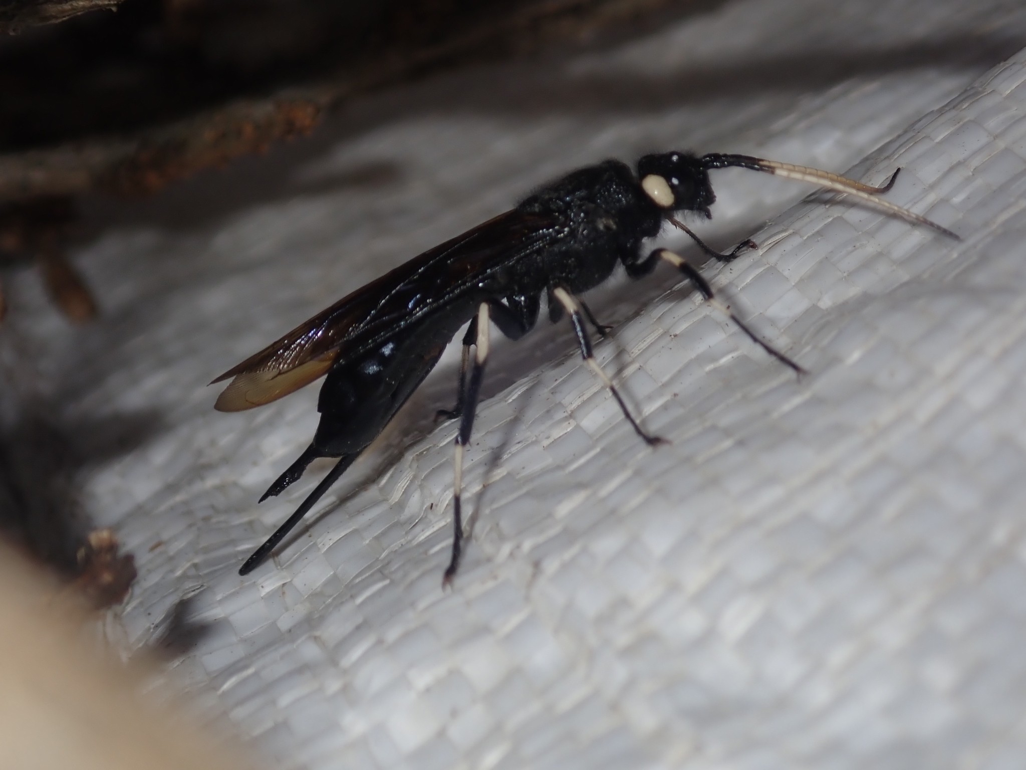 Urocerus albicornis