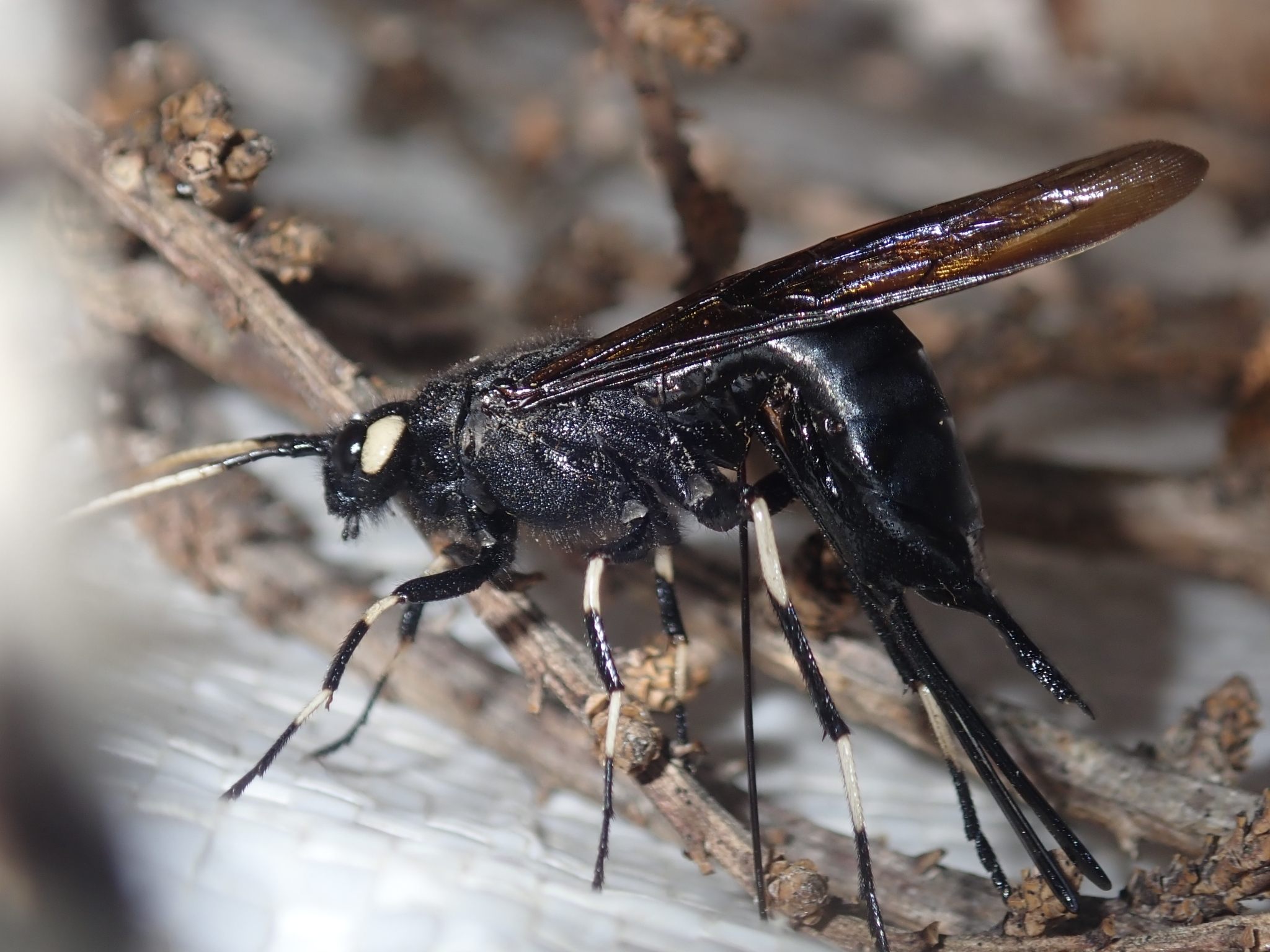 Urocerus albicornis
