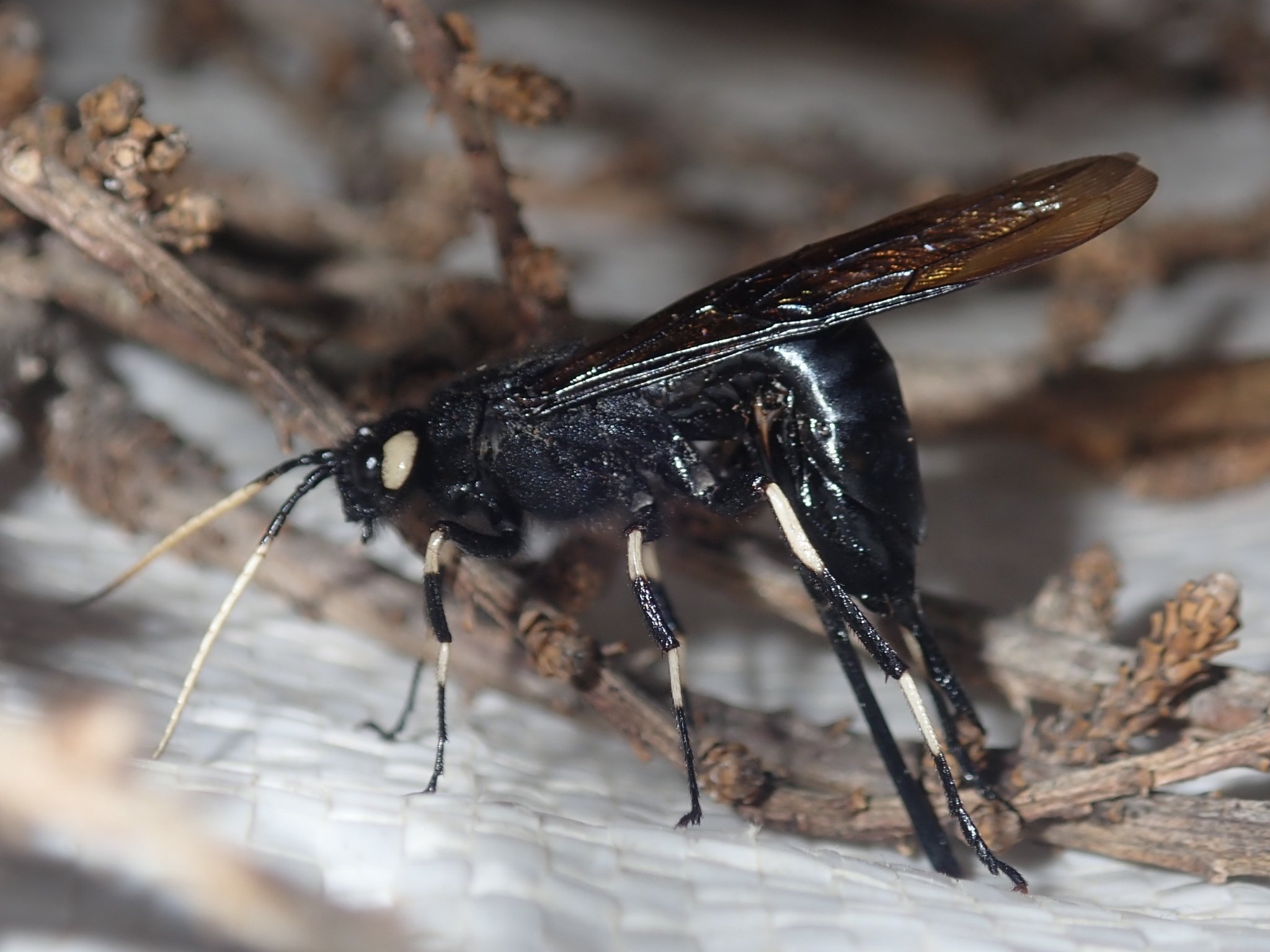 Urocerus albicornis