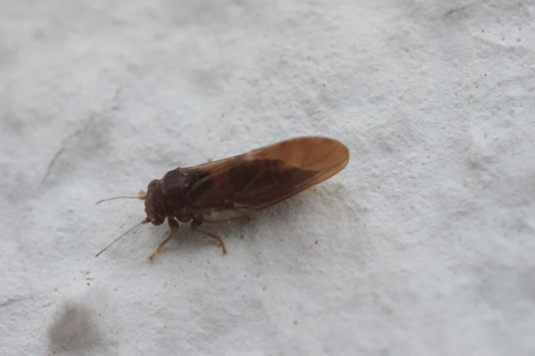 Cacopsylla pruni