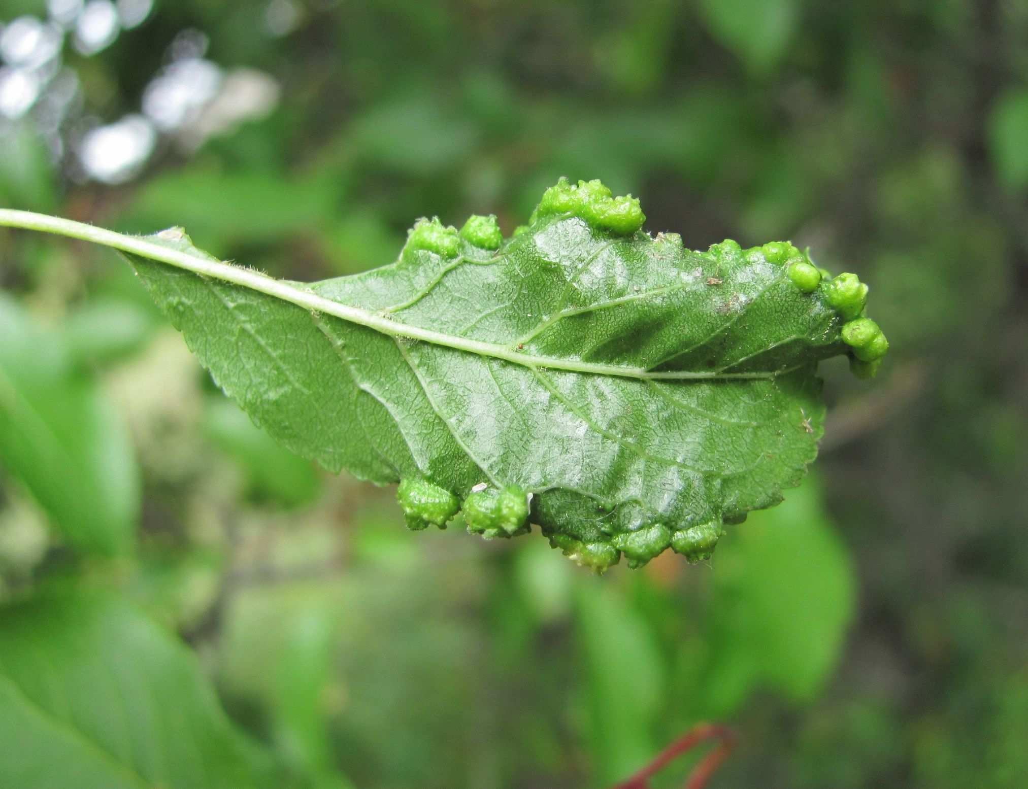 Cacopsylla pruni
