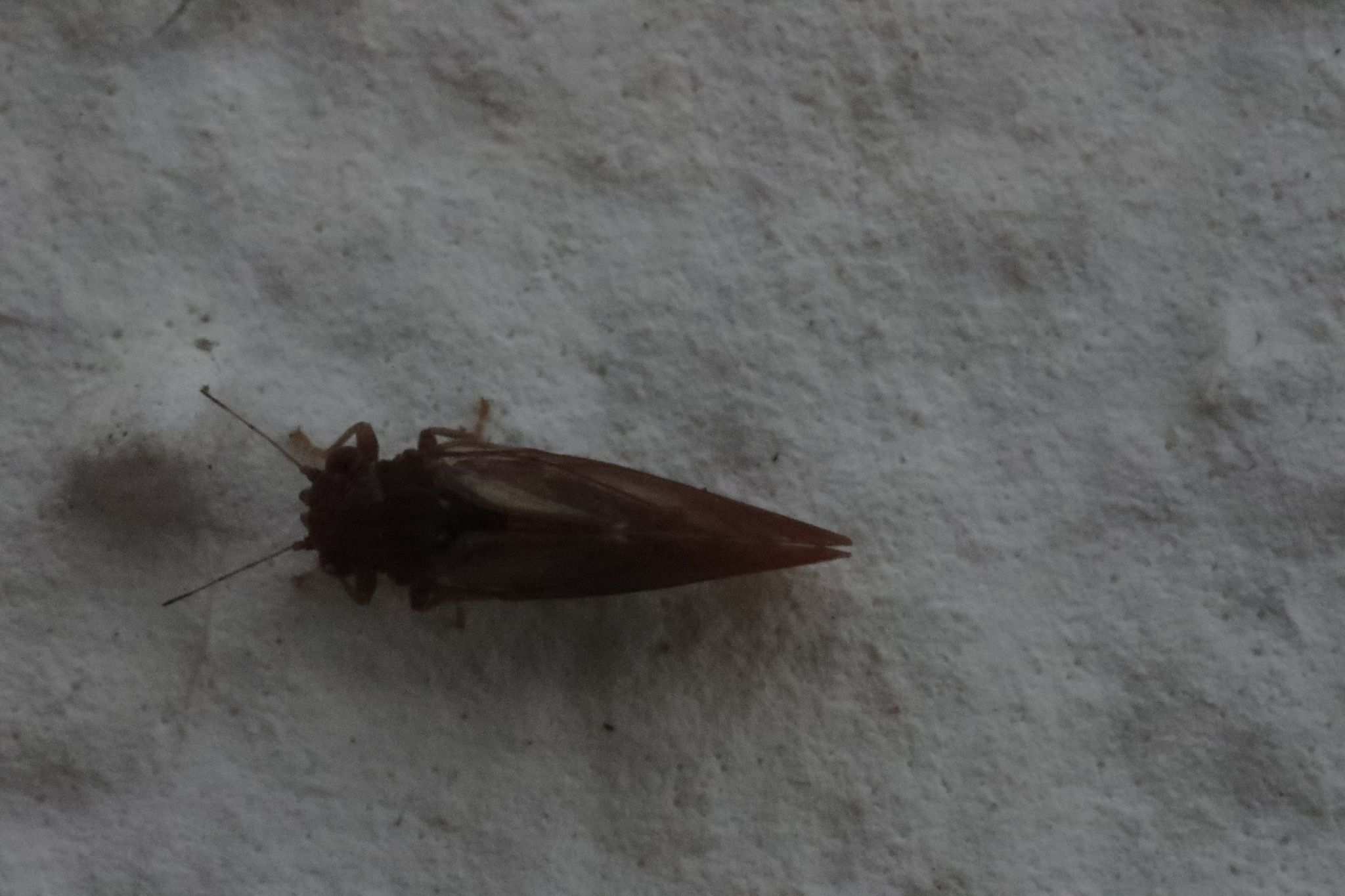 Cacopsylla pruni