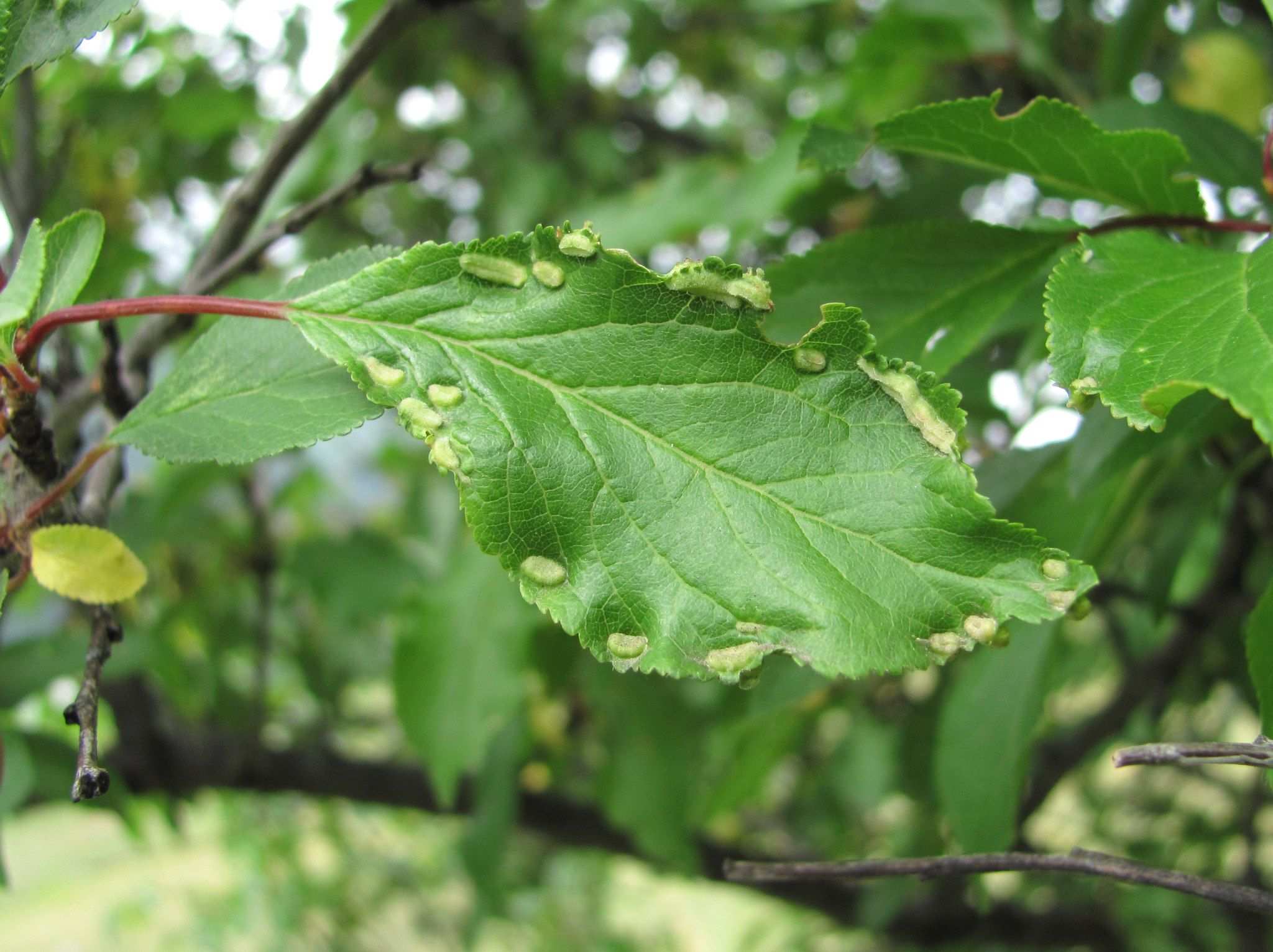 Cacopsylla pruni