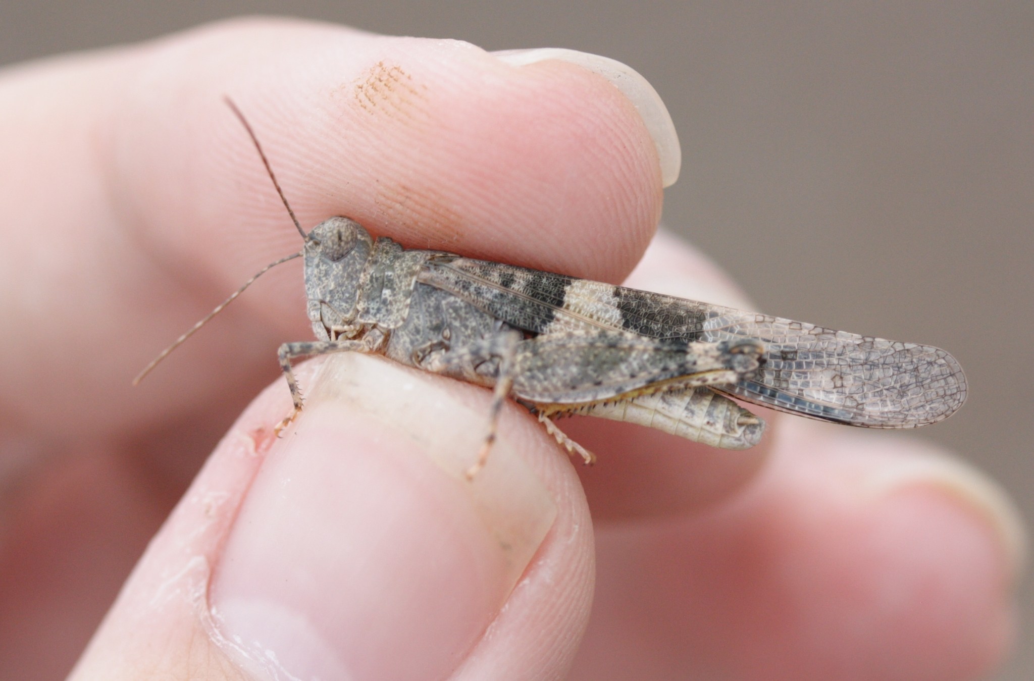 Trimerotropis